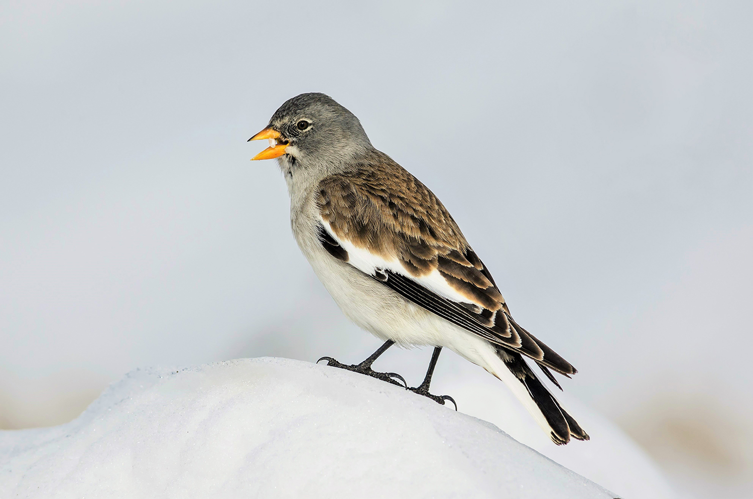 Fringuello alpino (Montifringilla nivalis)