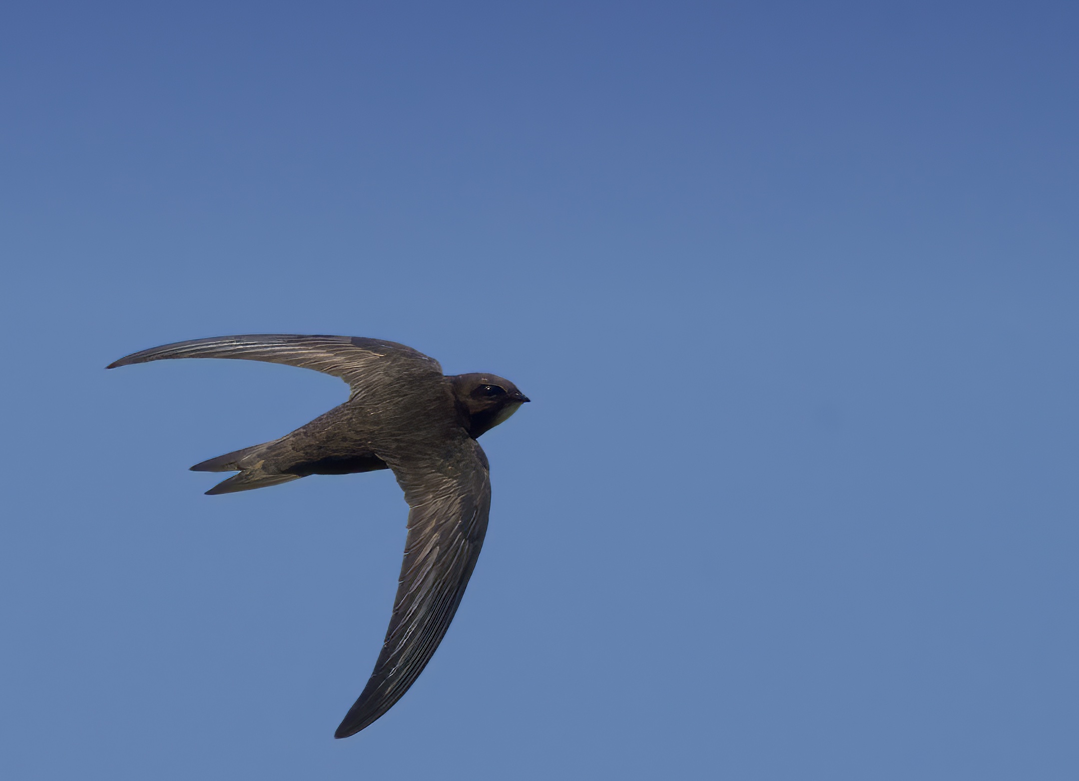 La virata del rondone