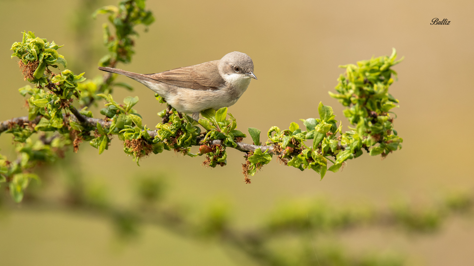 Lesser whitethroat