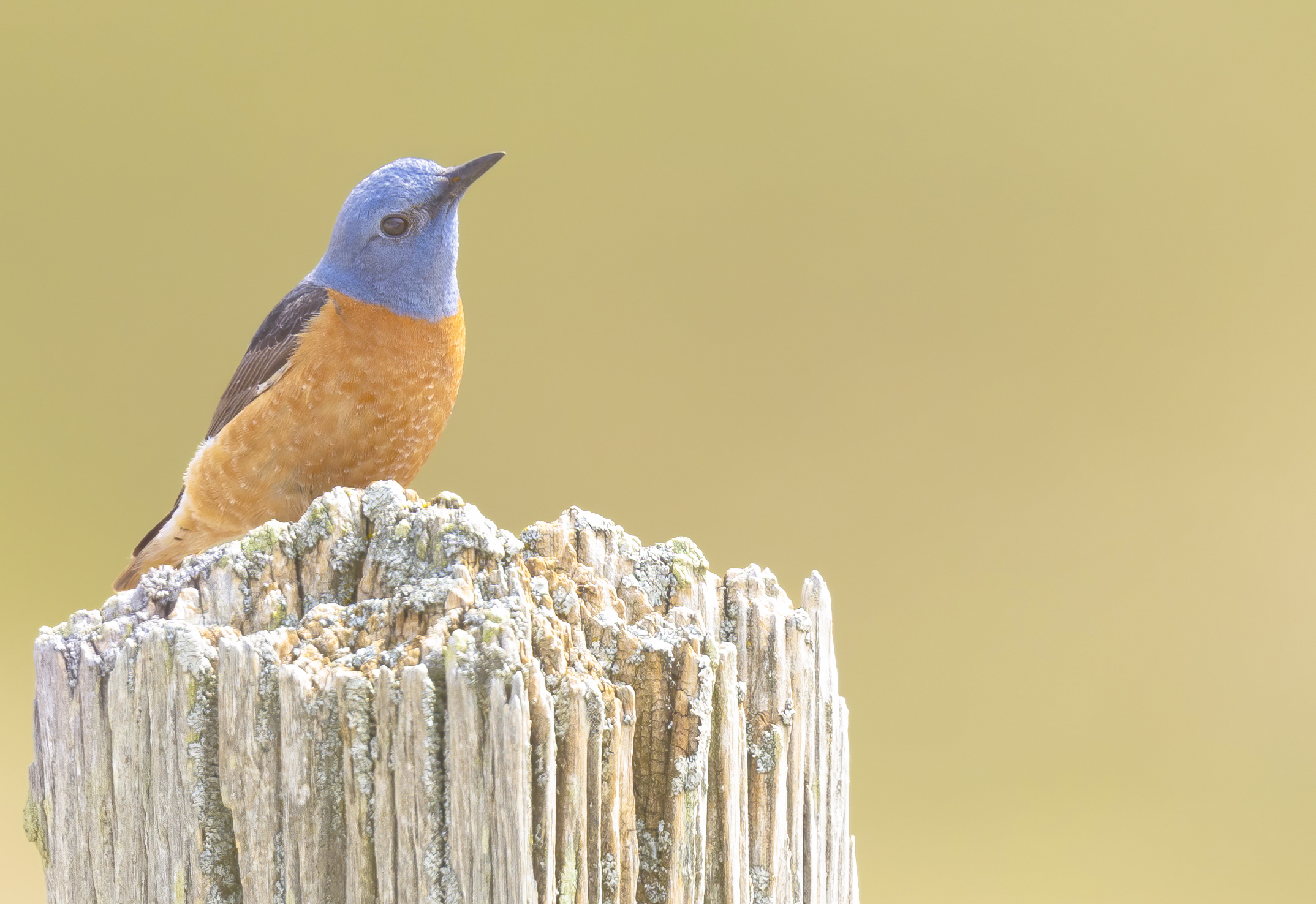 codirossone 29 maggio 2024