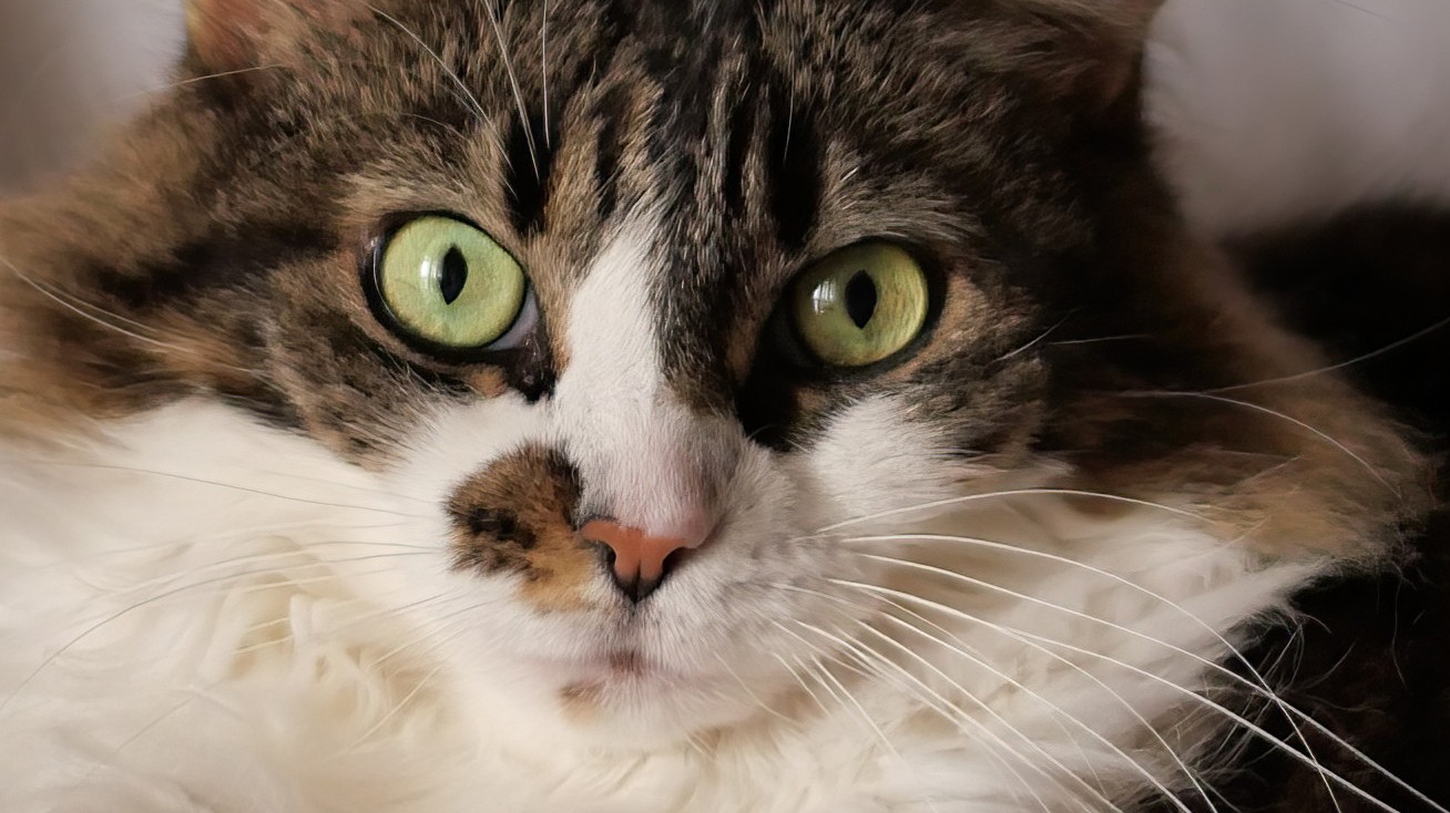 Primissimo piano di Kiky