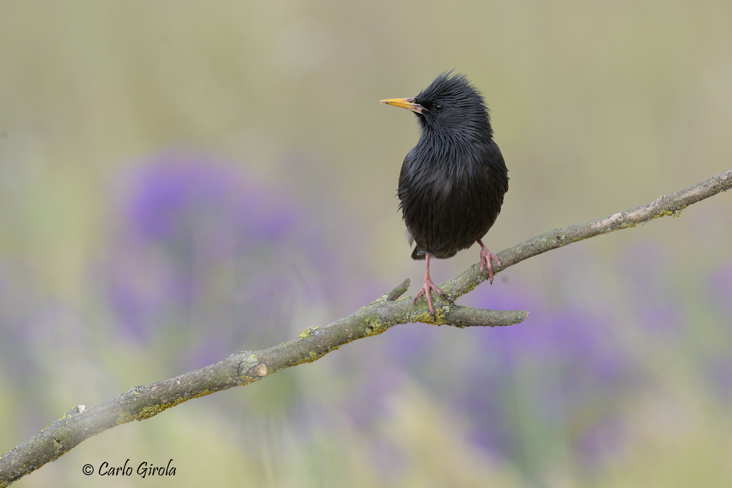 Storno nero (Sturnus unicolor)