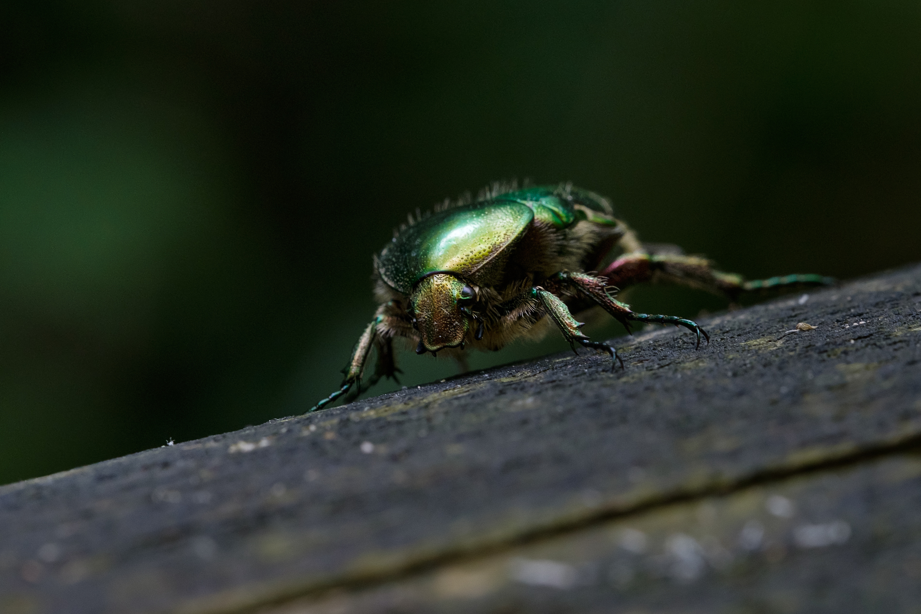 Cetonia aurata
