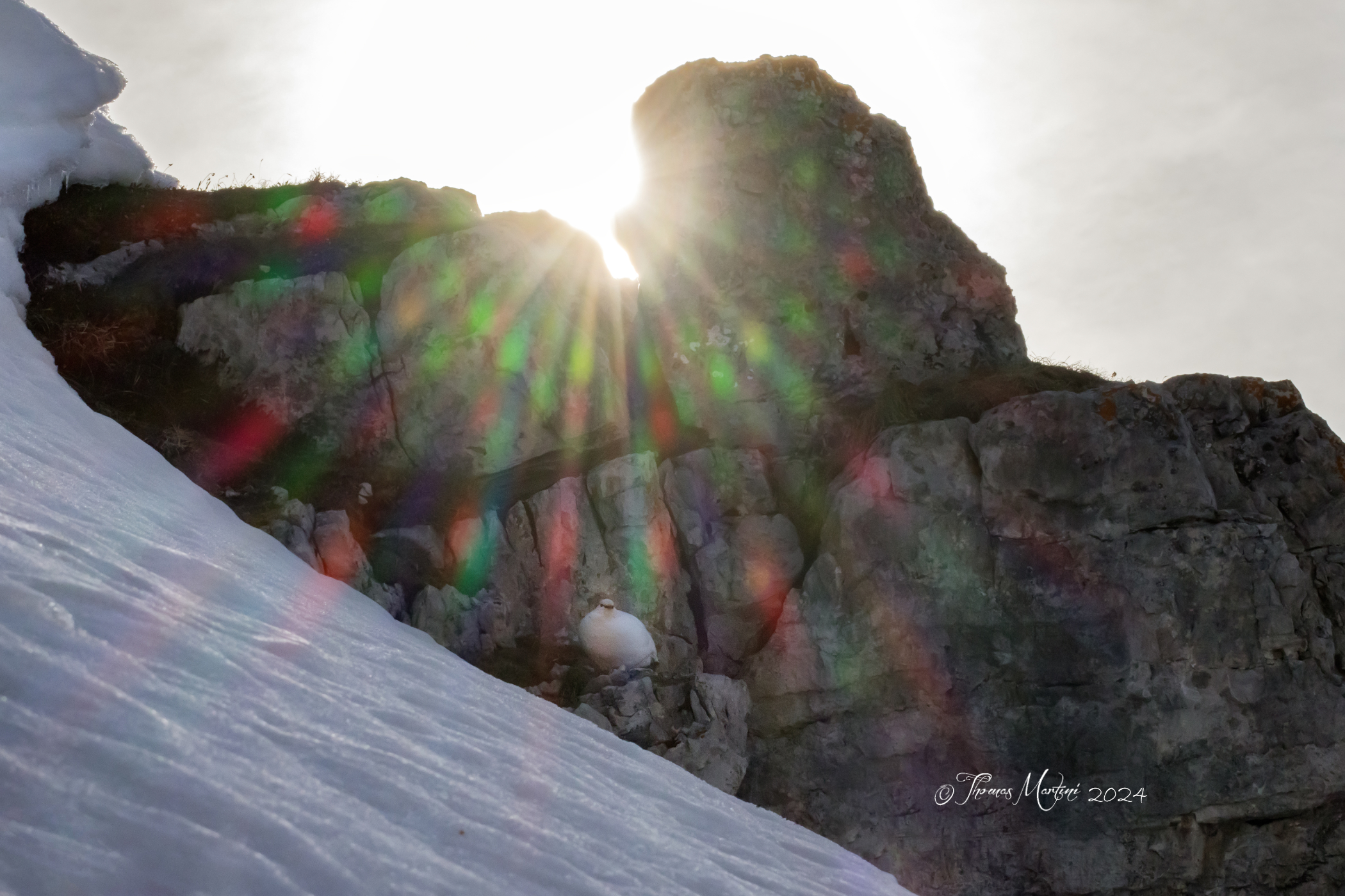 Pernice Bianca controsole