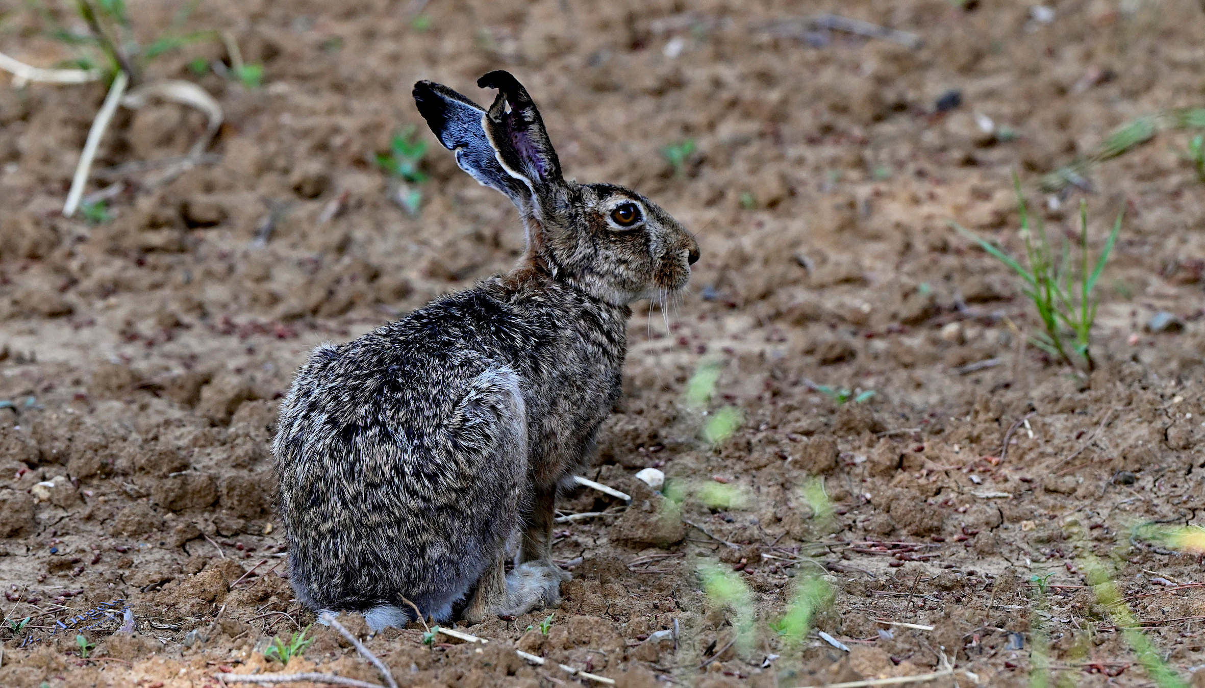 " Lepre "   (Maremma toscana)