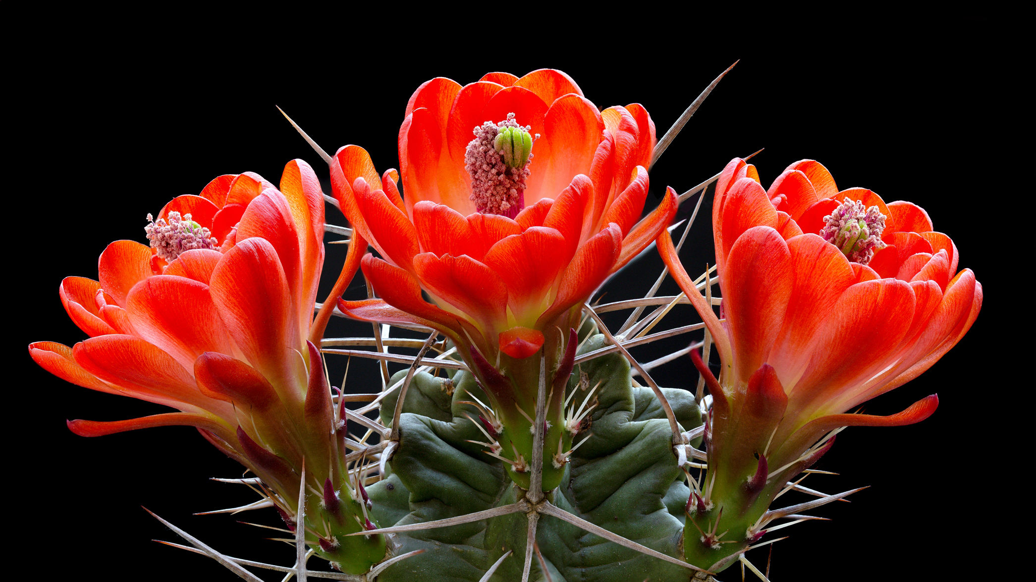 Echinocereus triglochidiatus forma White Sands