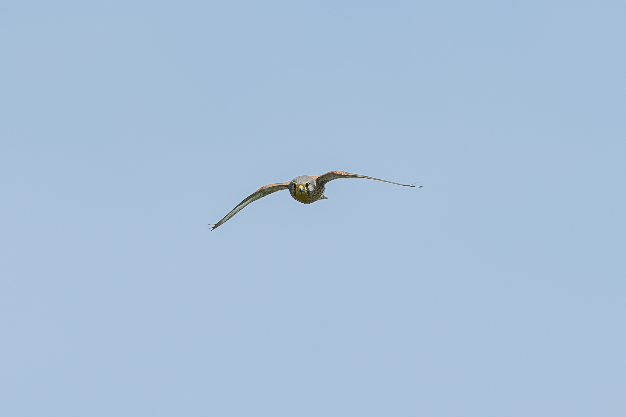 Kestrel