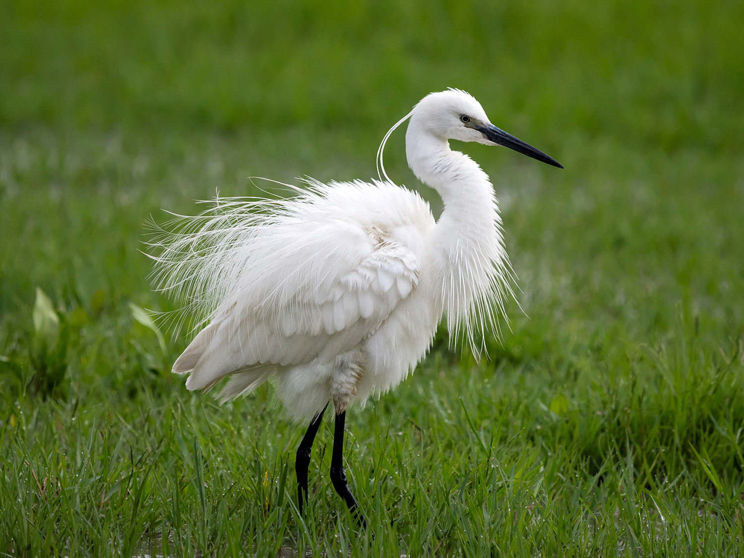 Garzetta (Egretta garzetta)
