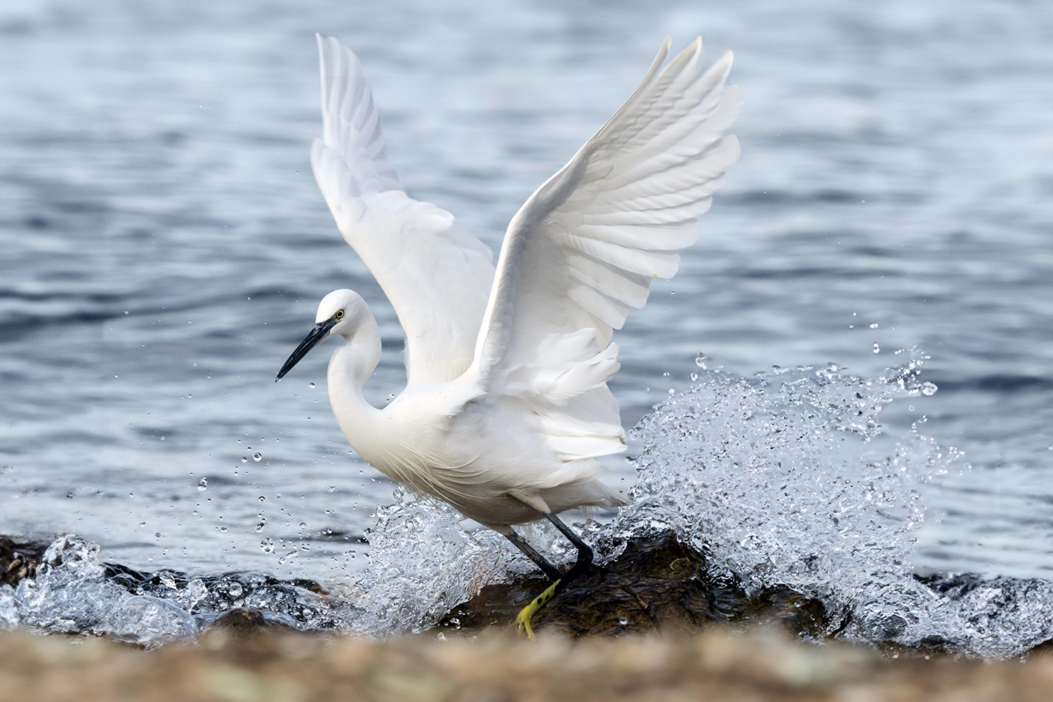 Garzetta (Egretta garzetta)