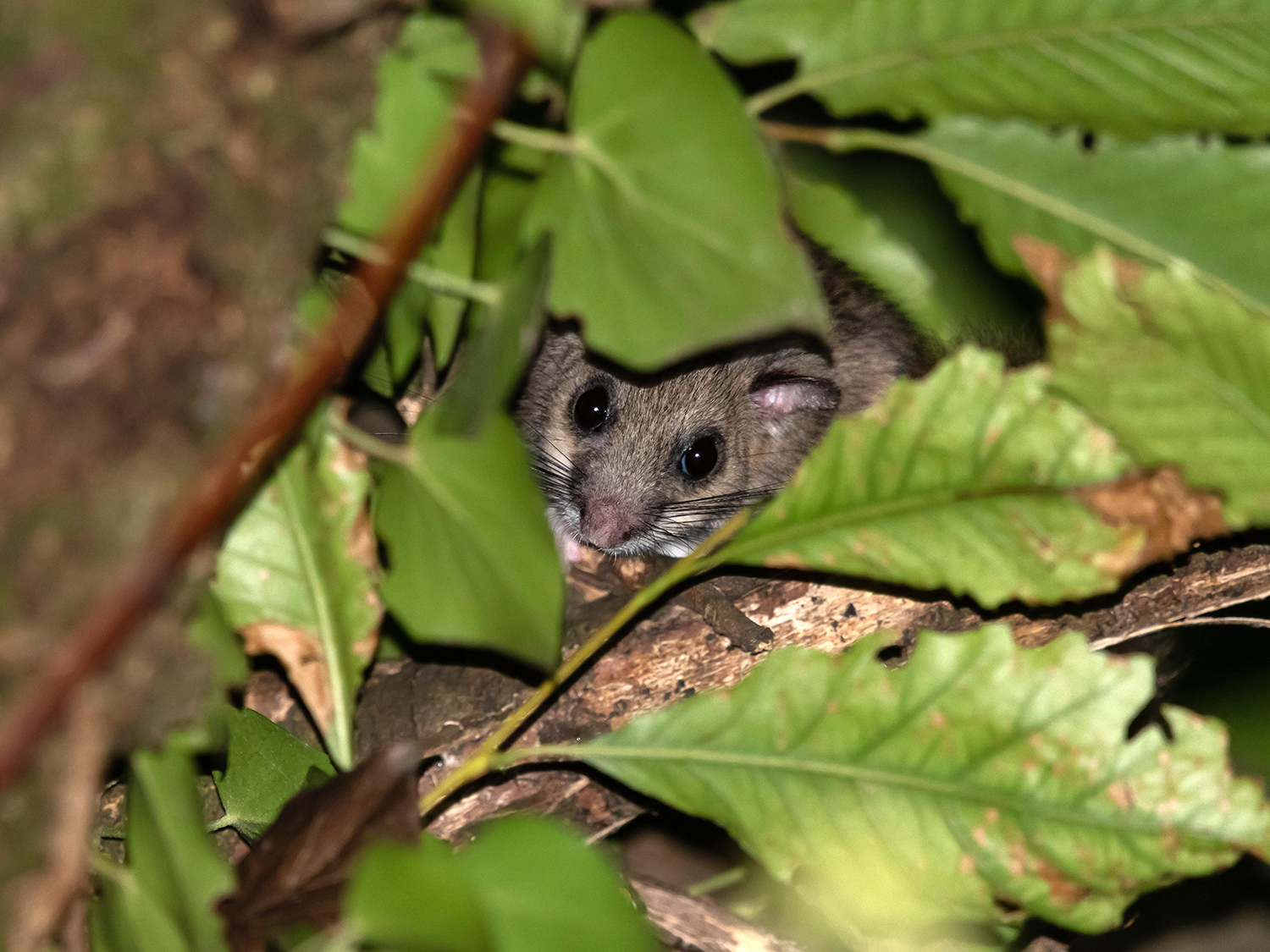 Ghiro (Glis glis)