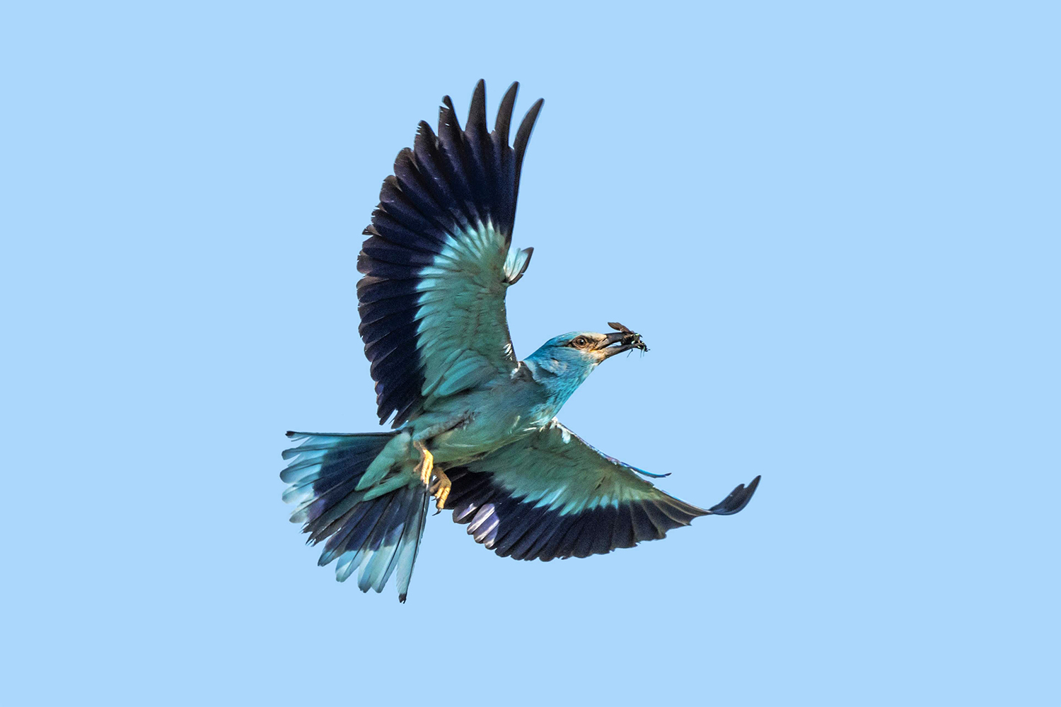 Ghiandaia marina (Coracias garrulus)