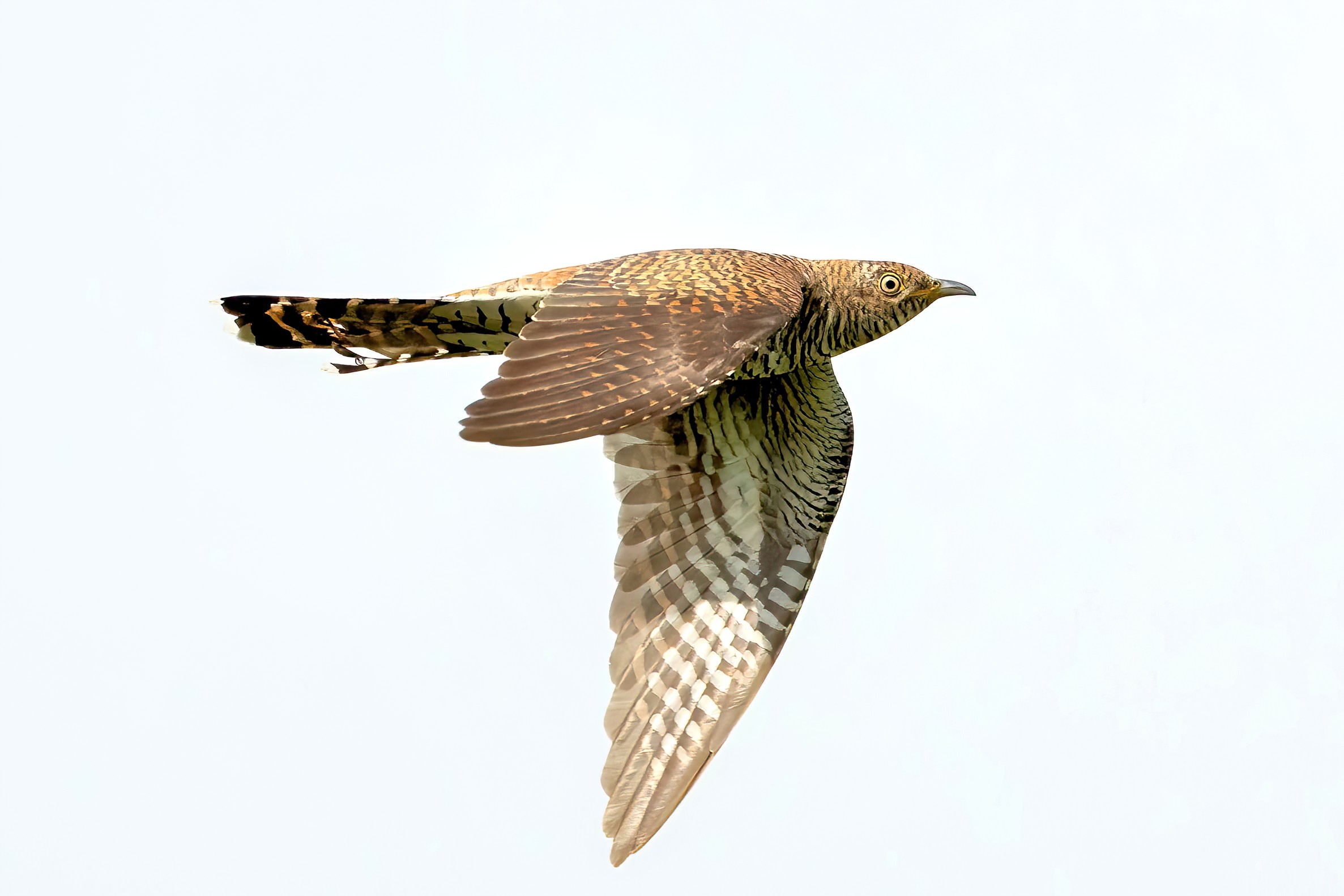 Cuculo (Cuculus canorus)