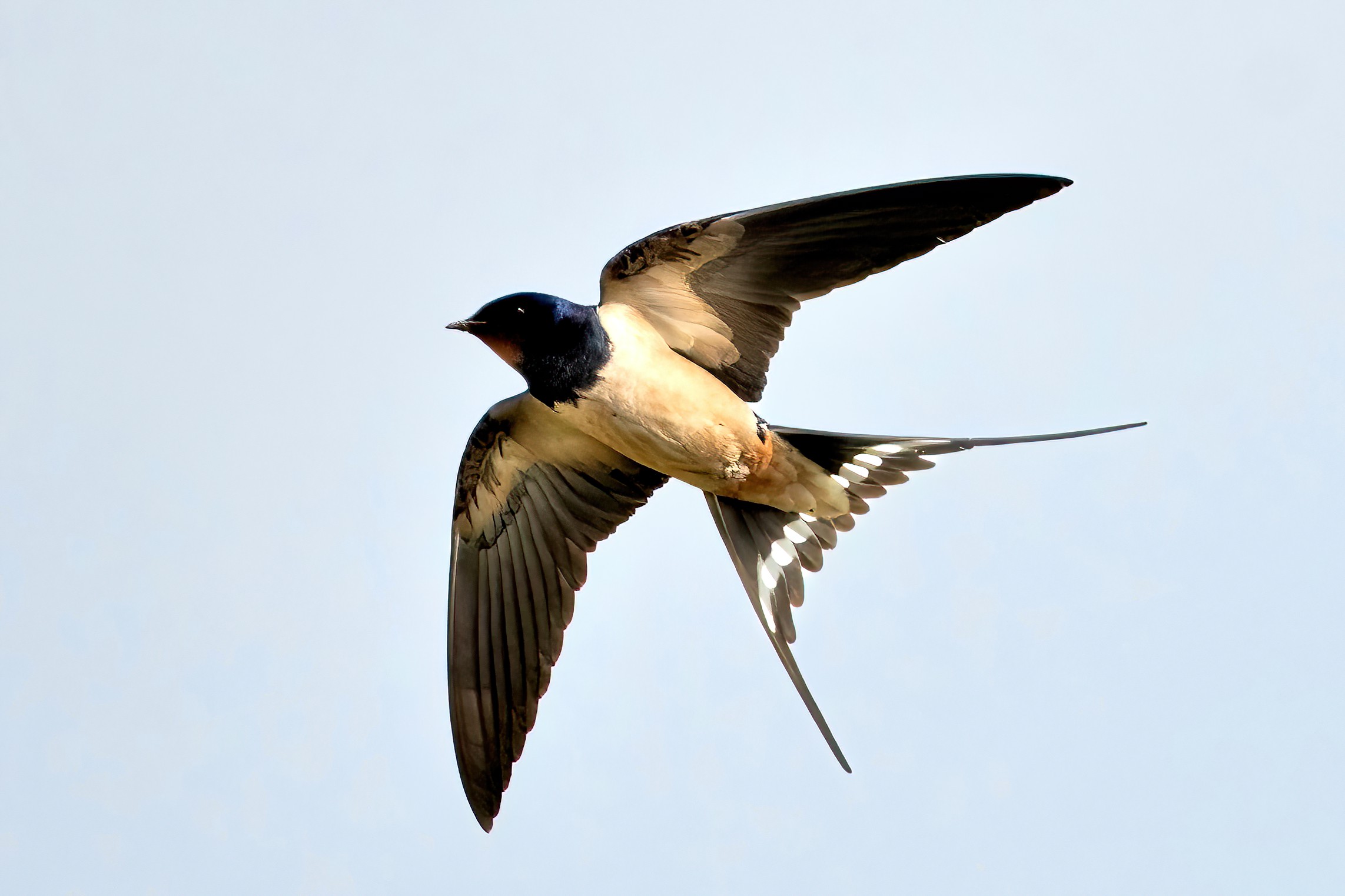 Rondine comune (Hirundo rustica)