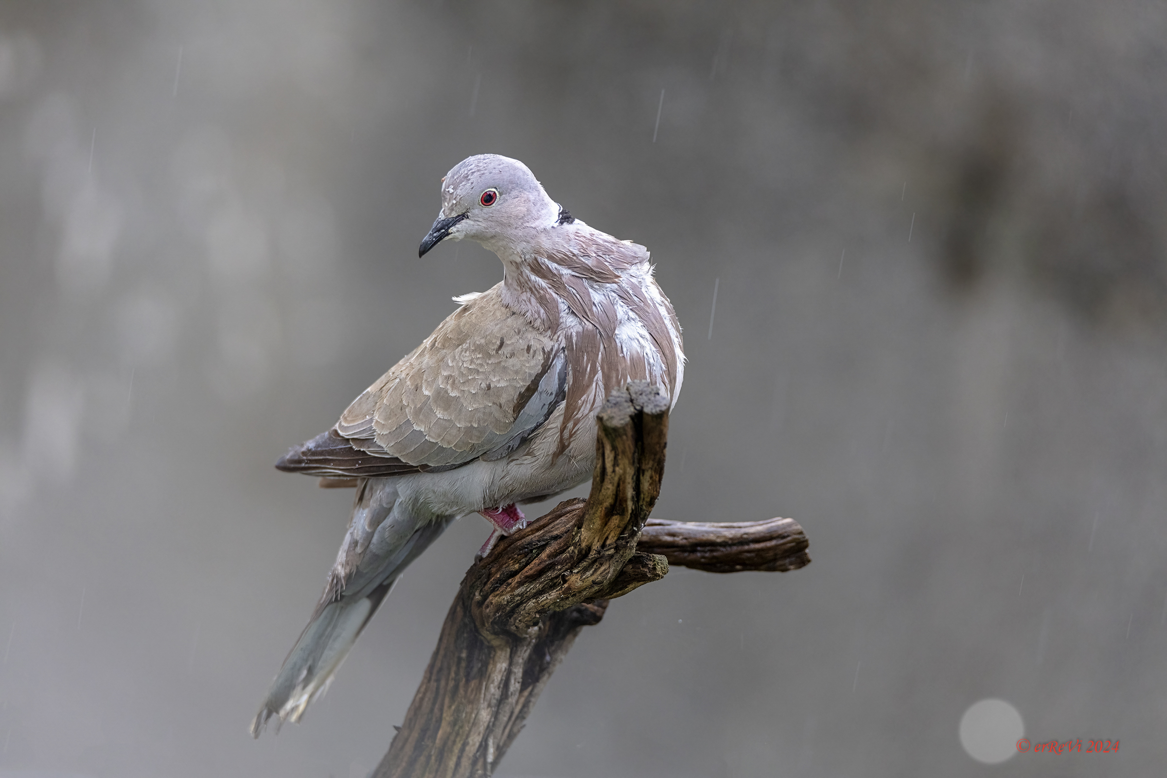 Two more drops and off you go...