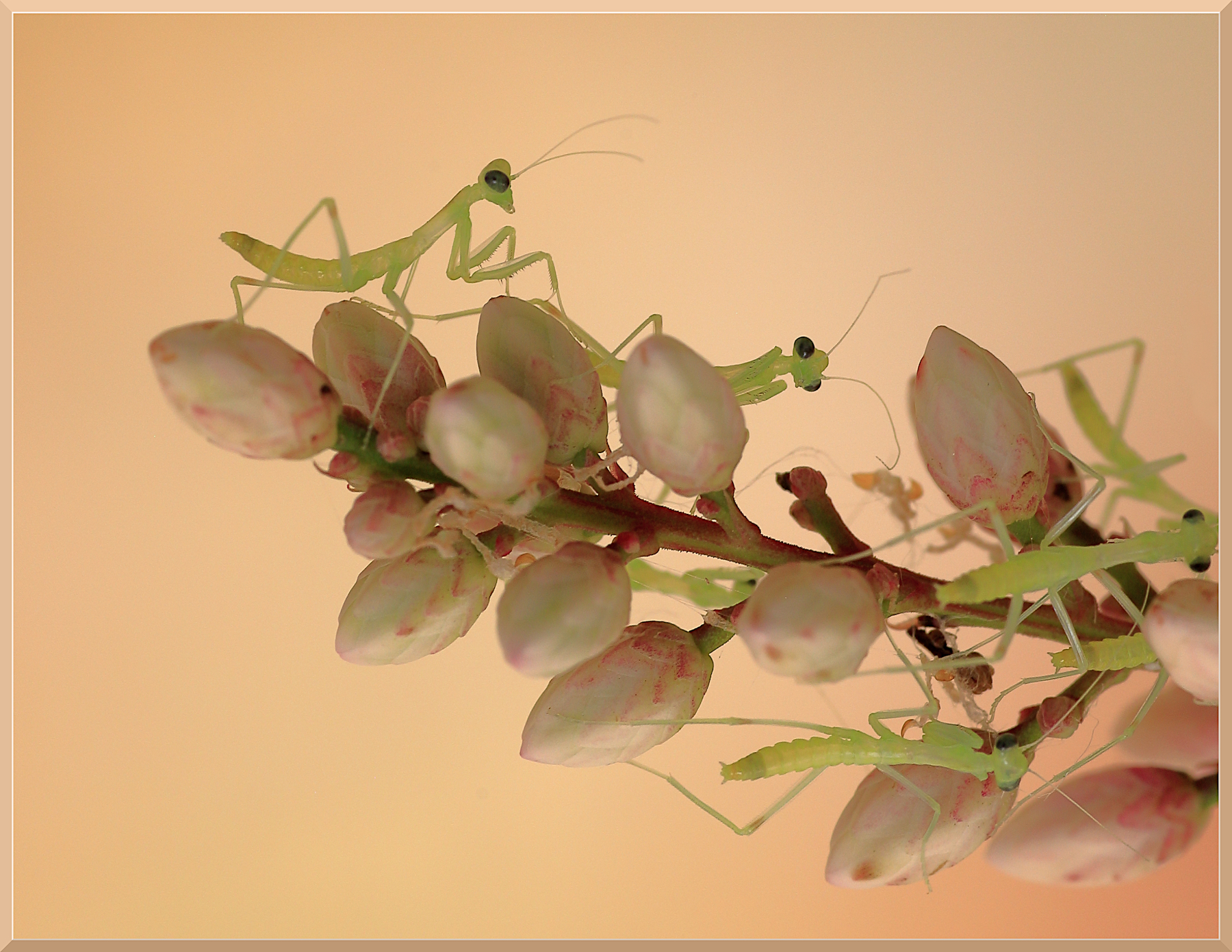 Praying Mantis nymphs