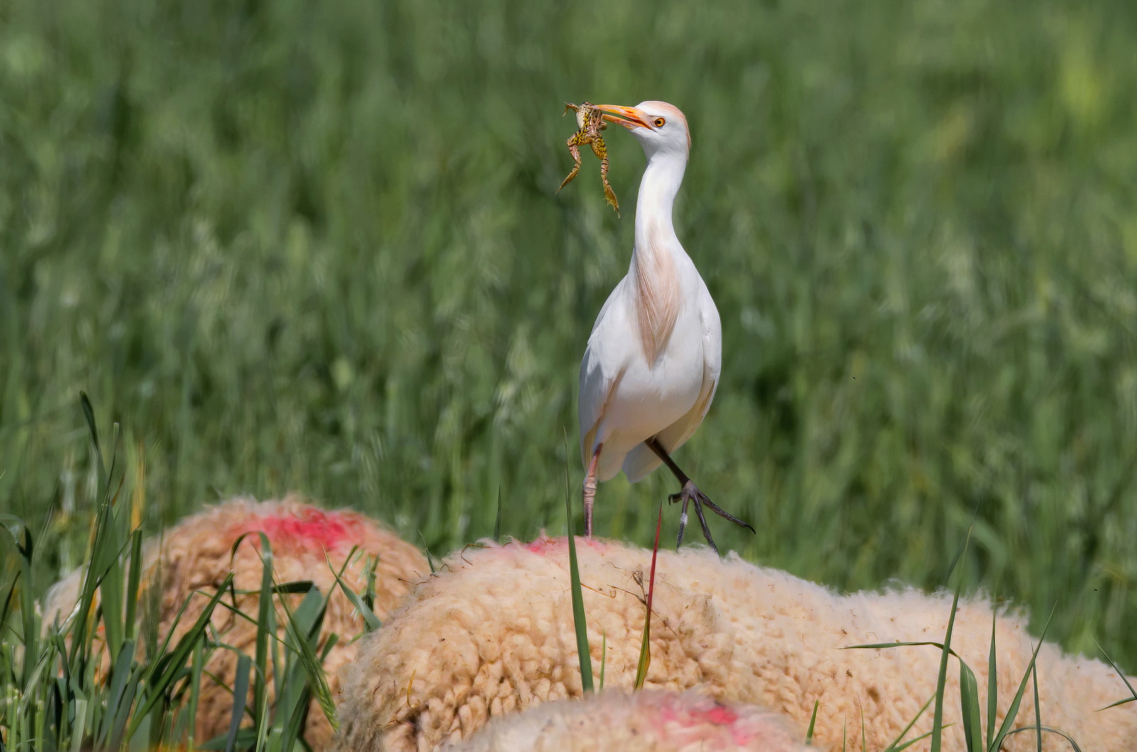 Cattle guards with prey on sheep..