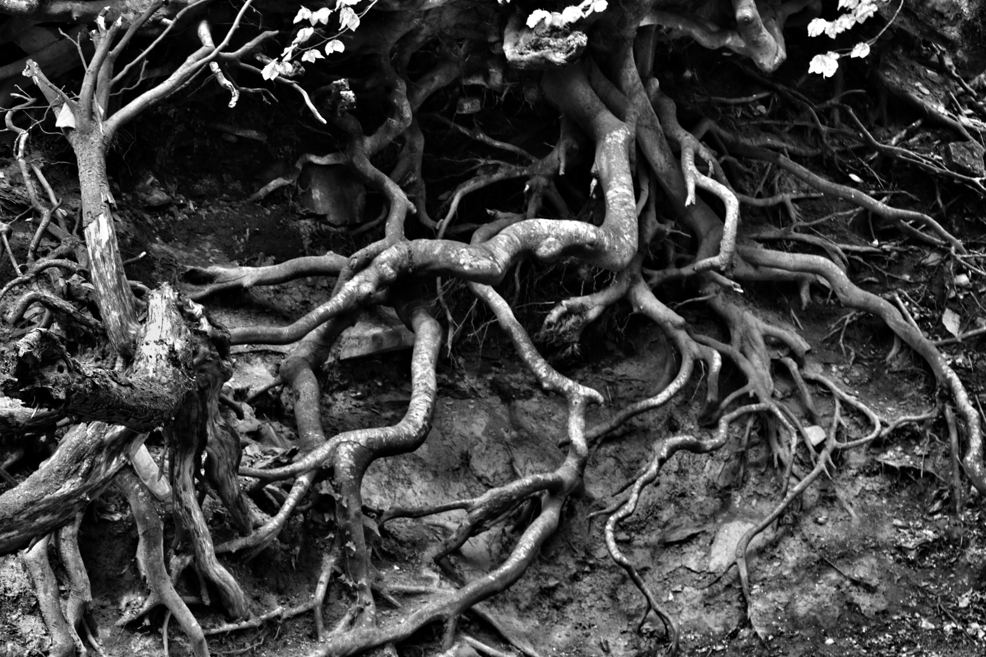 Roots