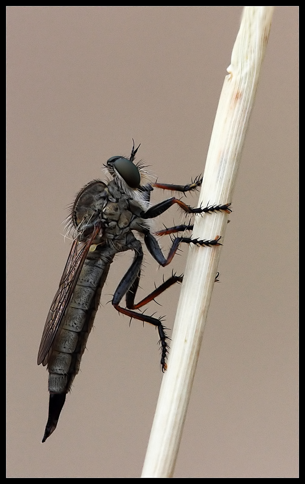 Empididae