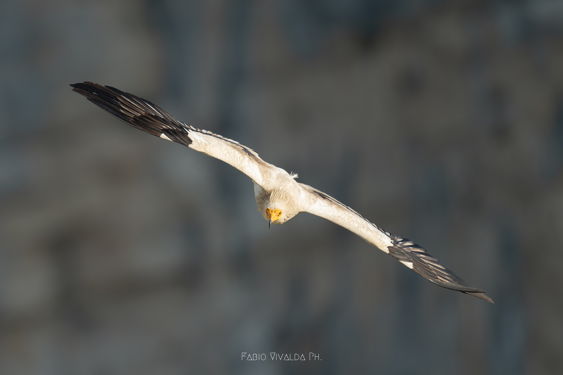Egyptian vulture flying at sunset