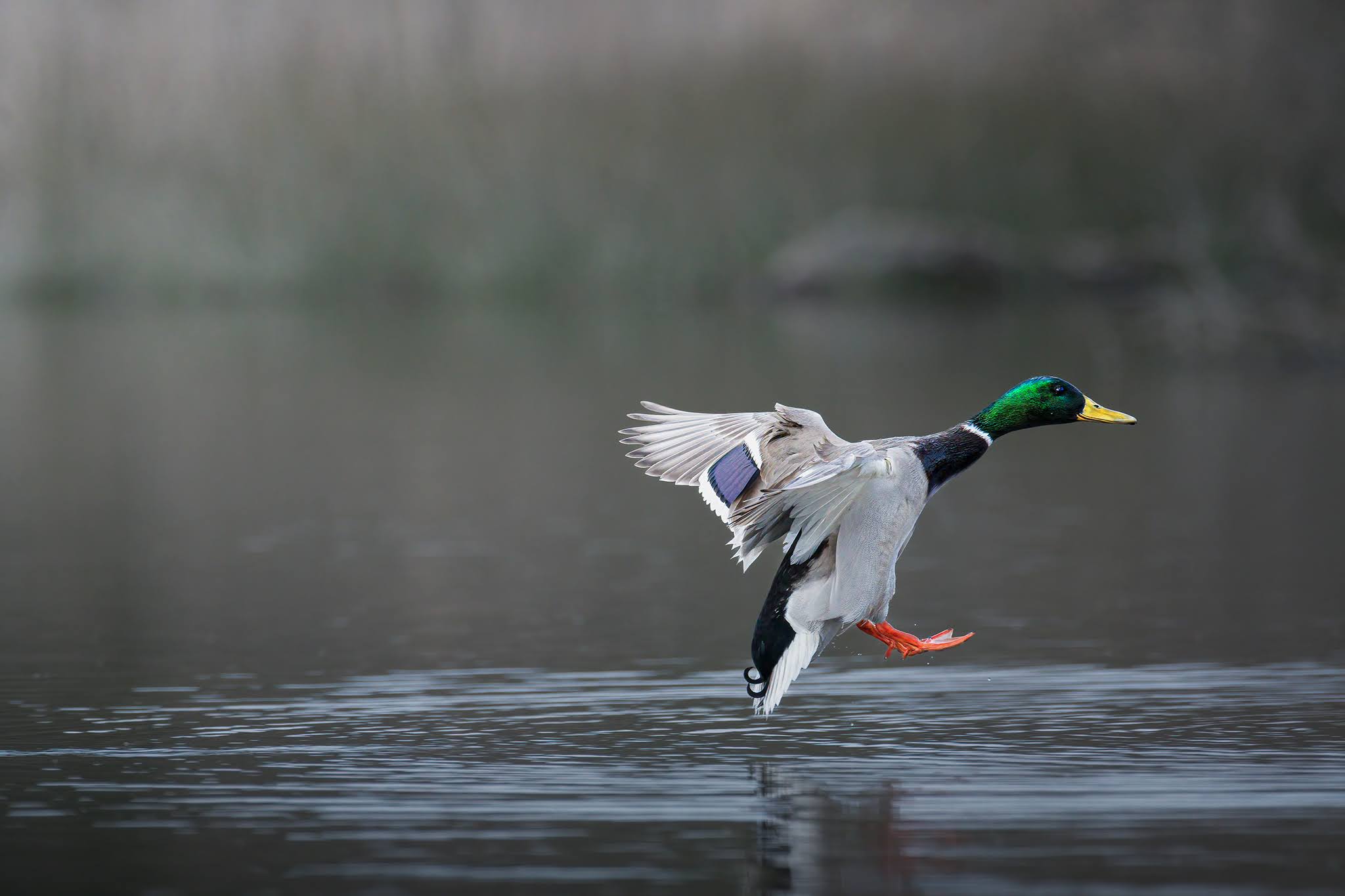 Landing...