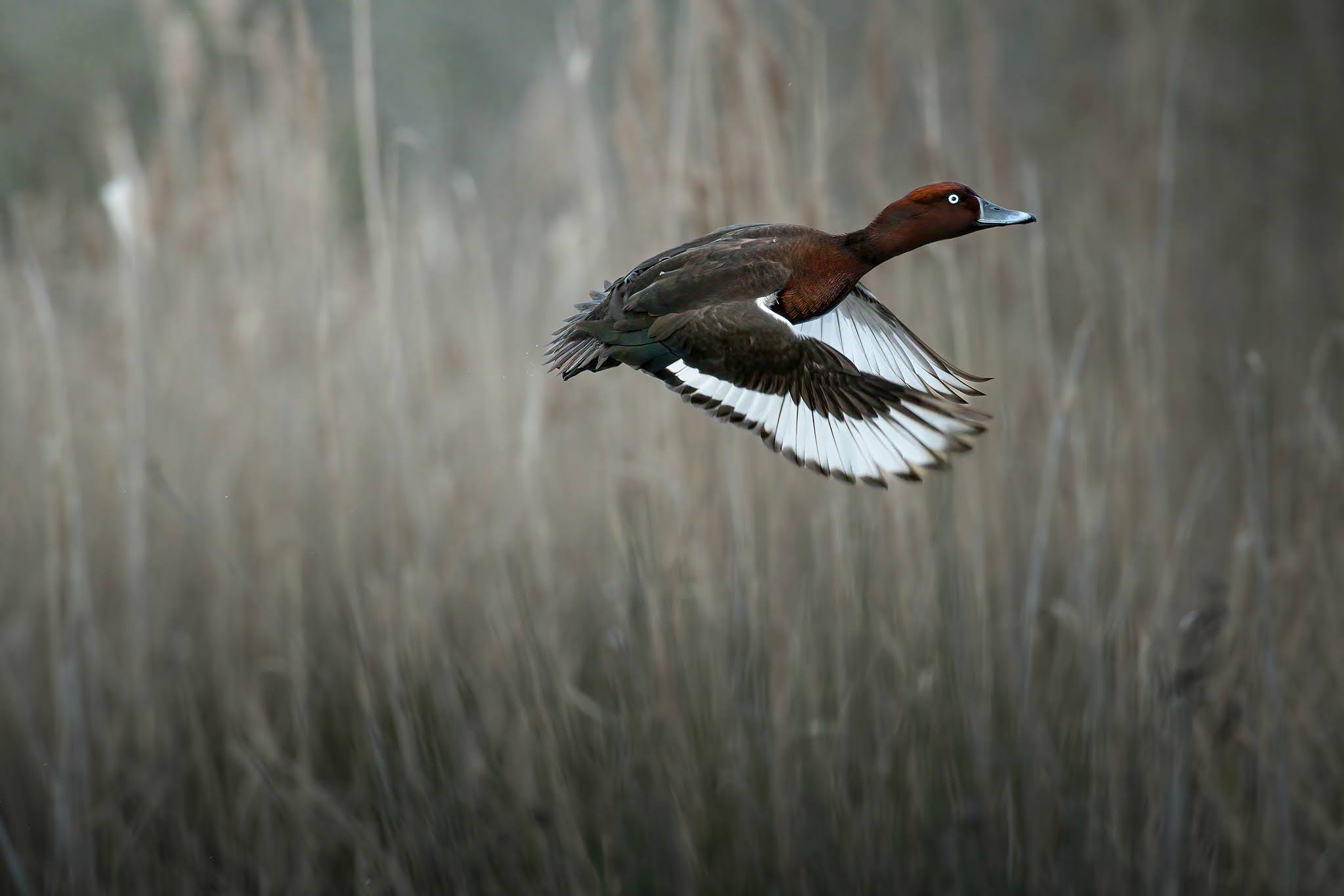 The flight of the Moretta...