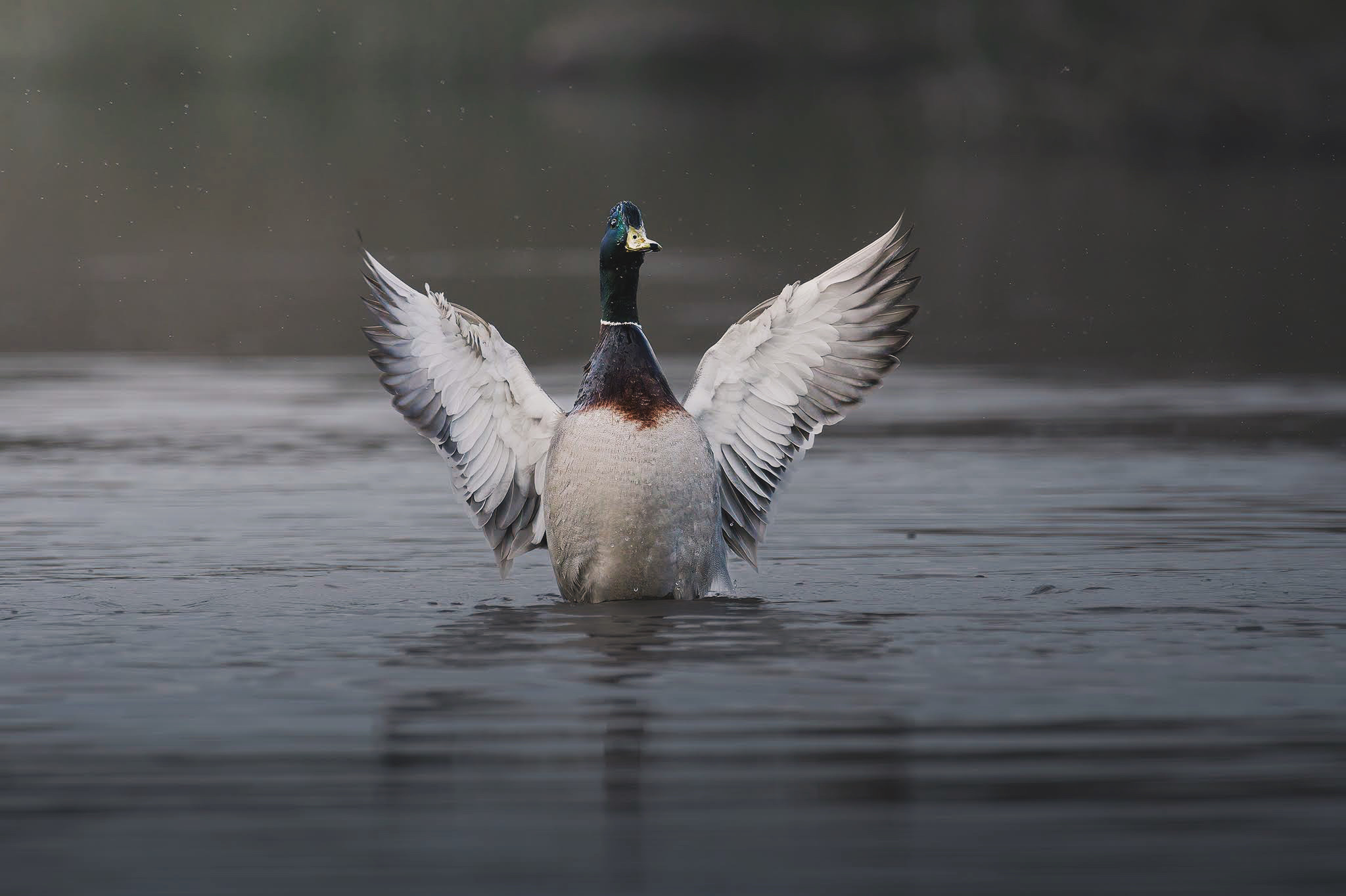 Mallard...