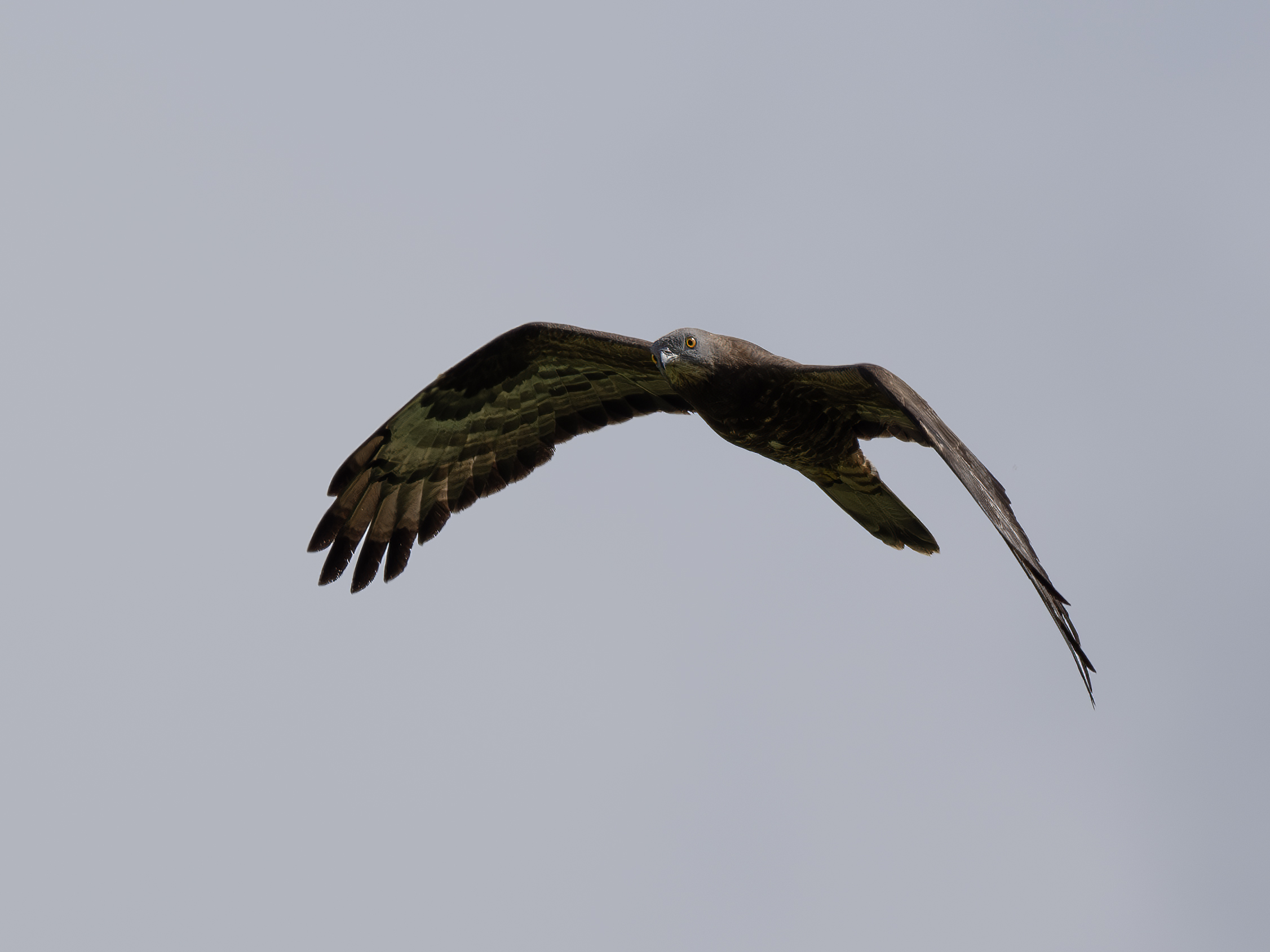 Hen harrier