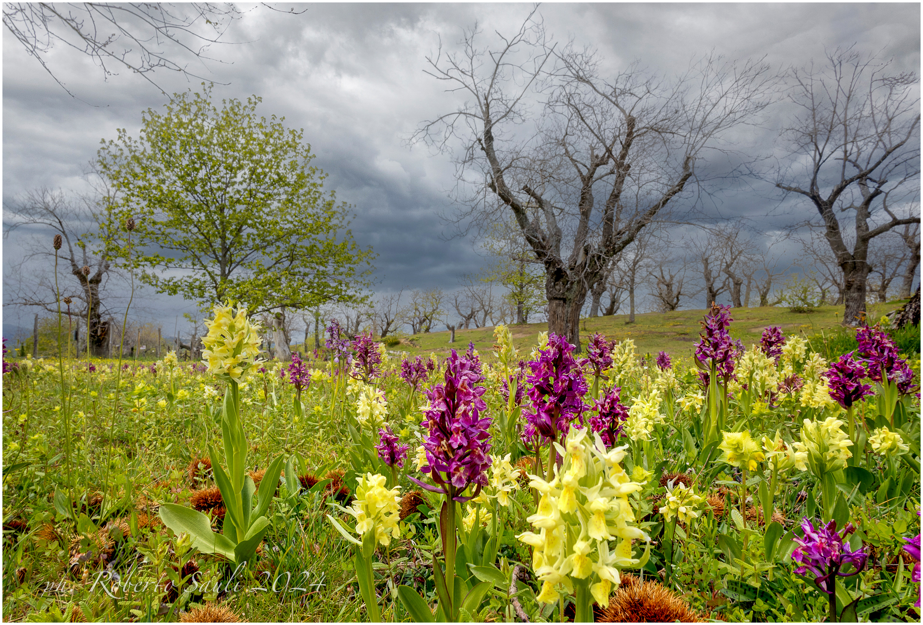 Il castagneto delle orchidee (Monte Fumaiolo FC)