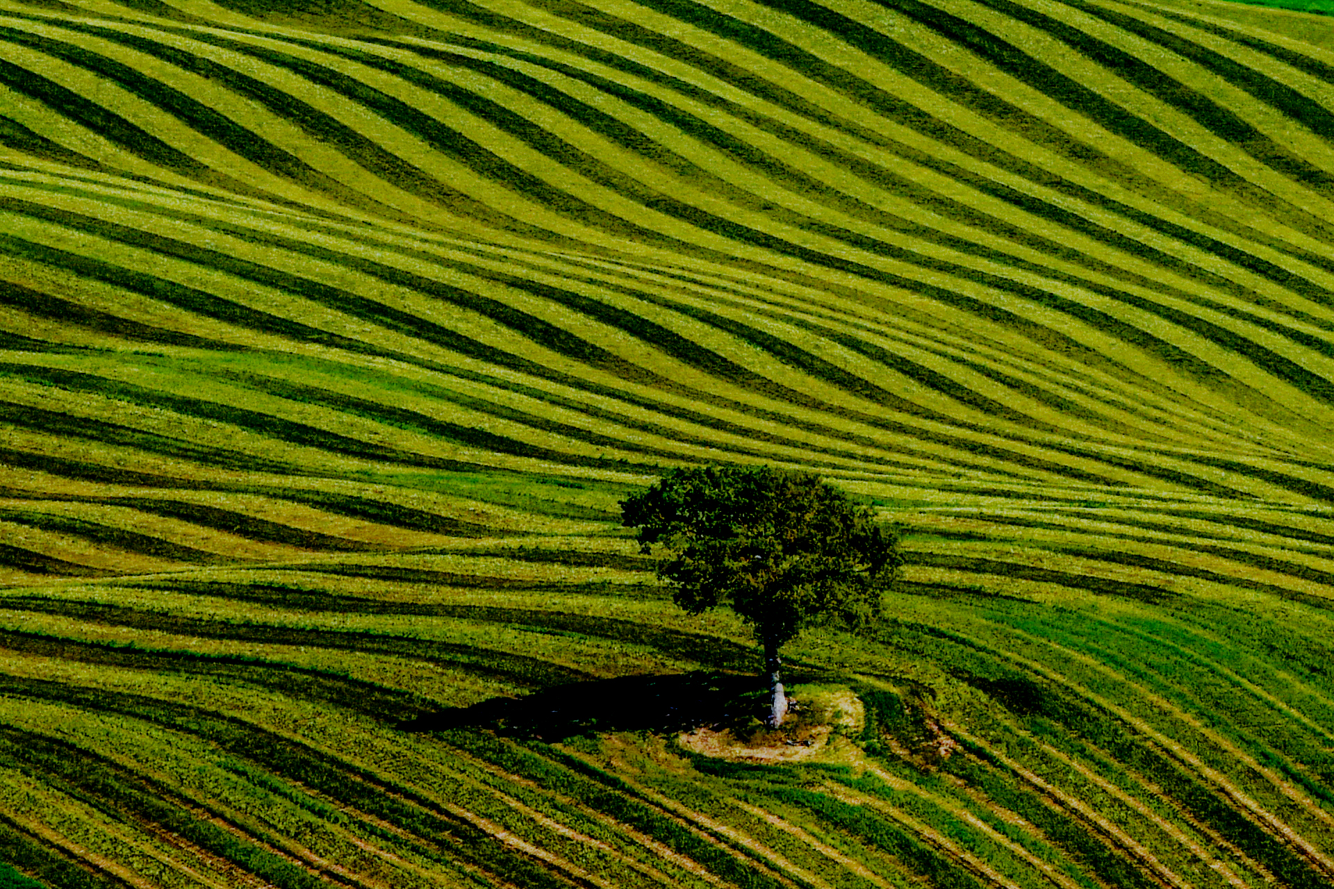 Lost in the green...