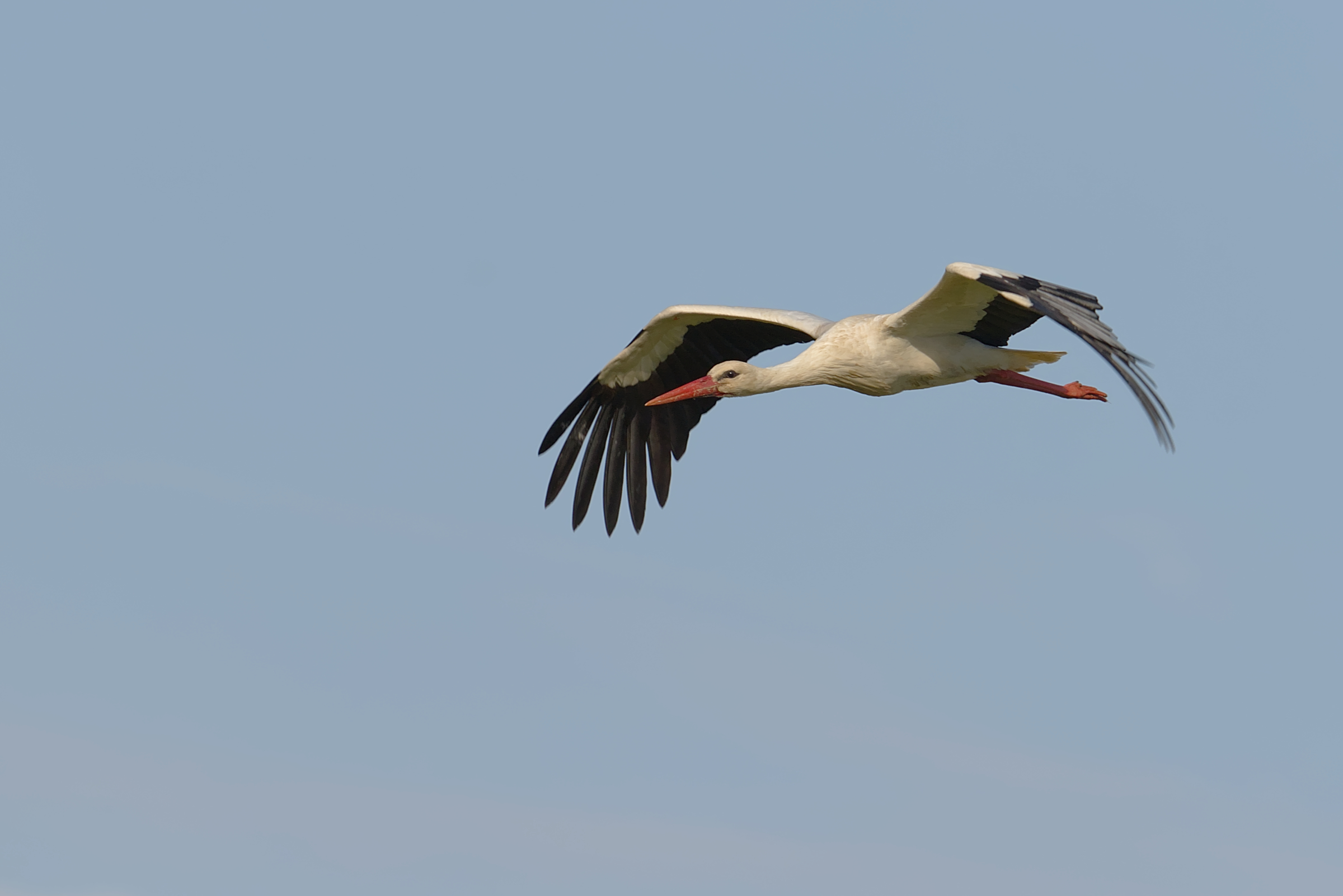 Stork
