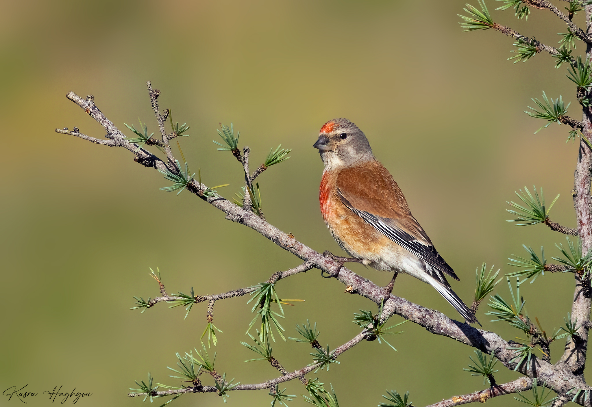 Linnet