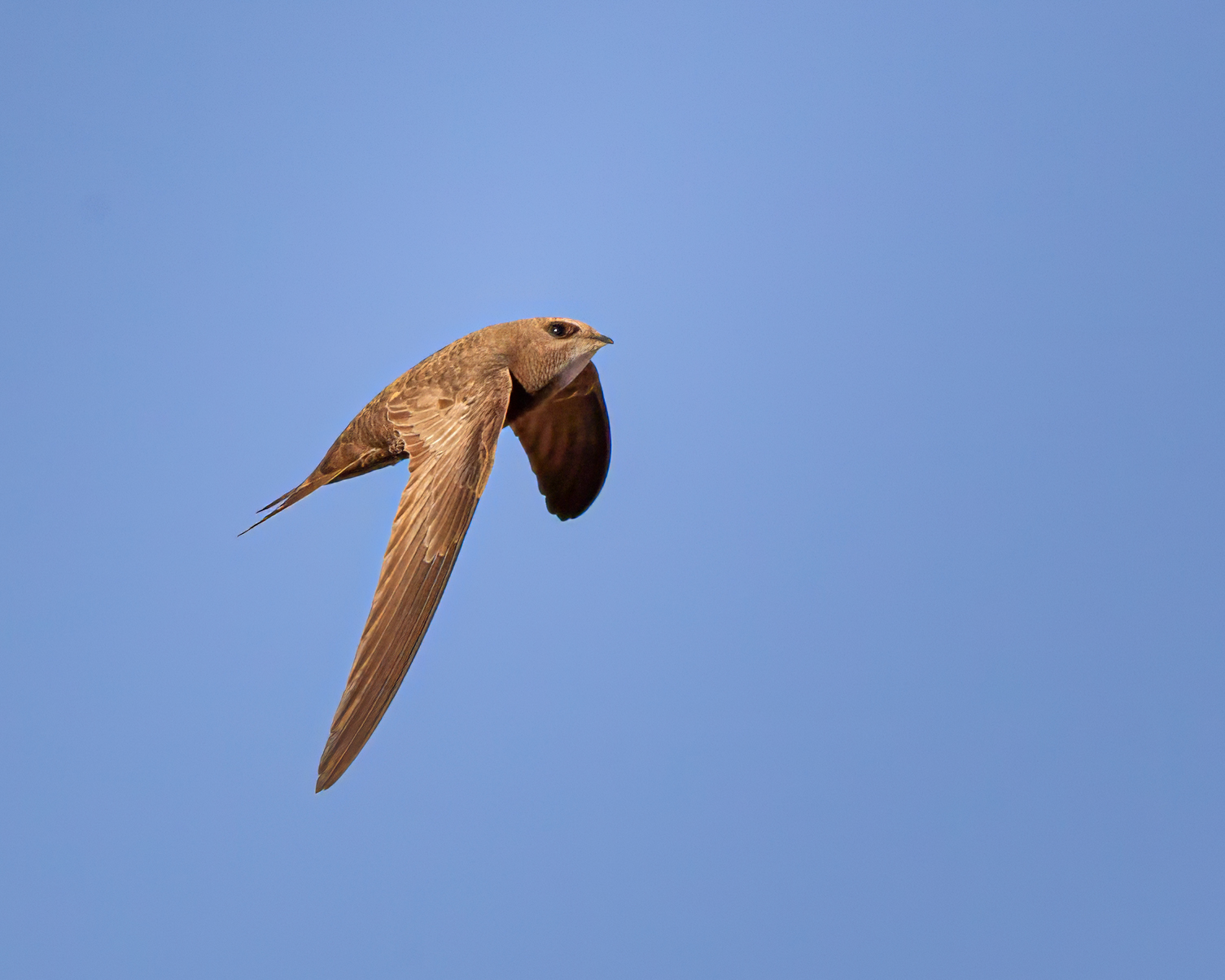 Swift at the crack of dawn