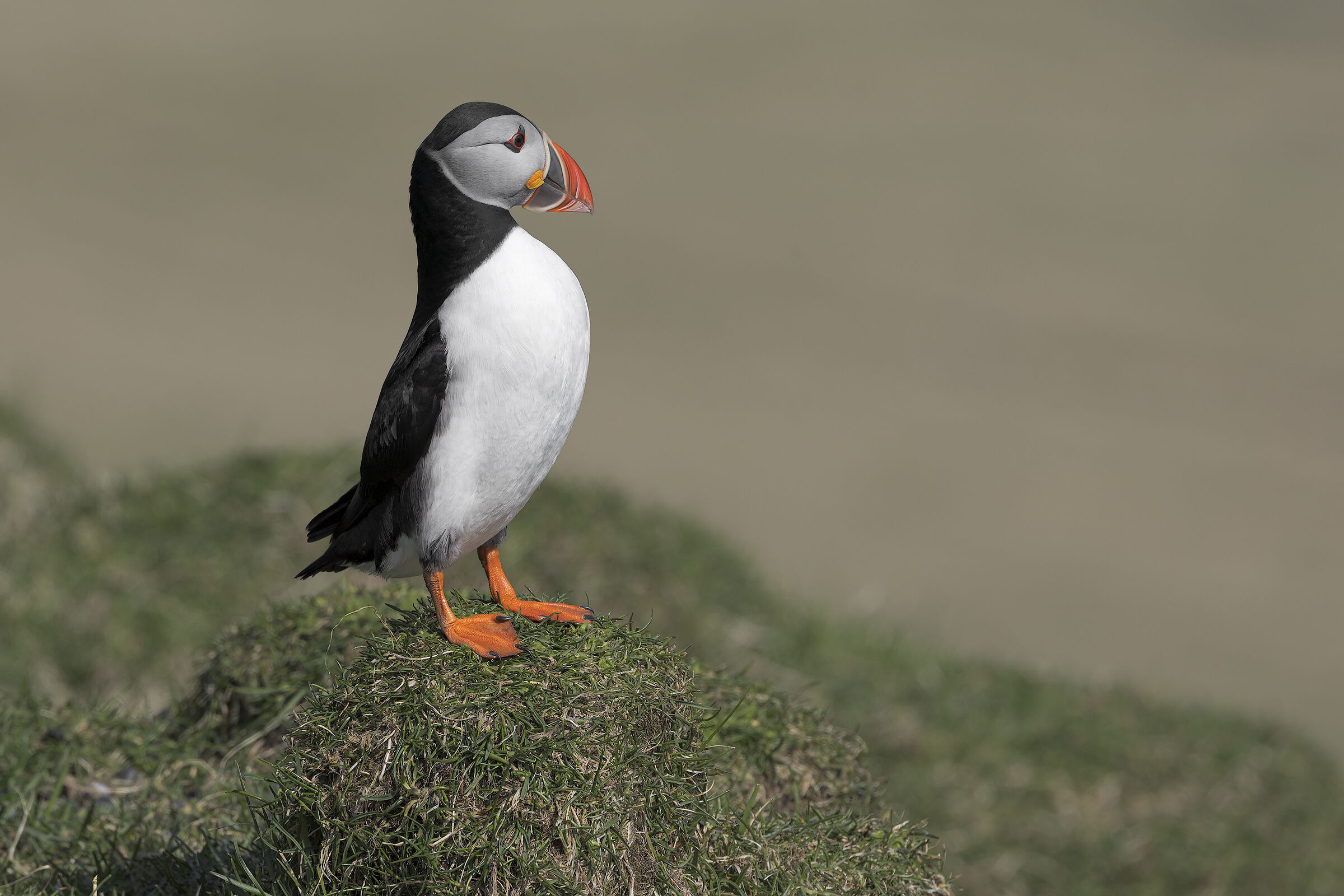 Puffin, Isola di Mykines