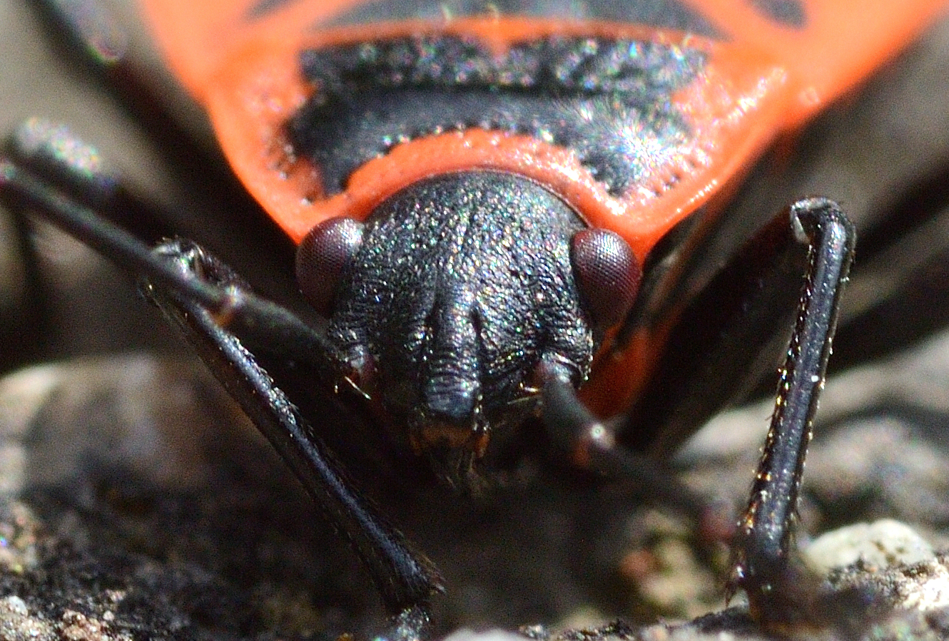 Red and black bug