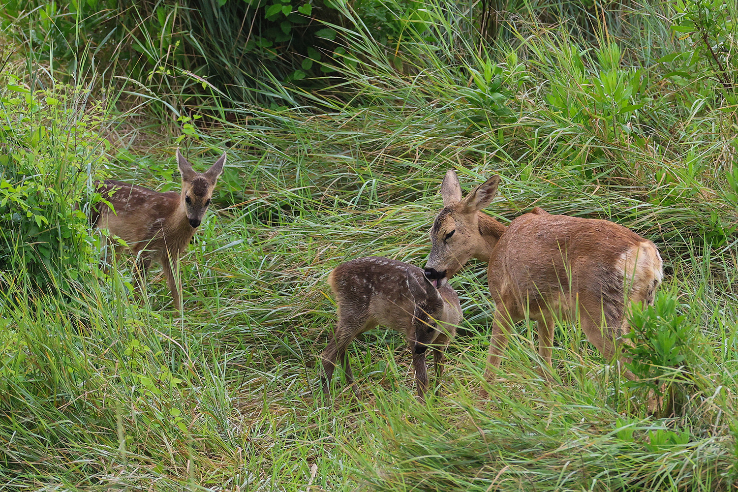 Roe deer