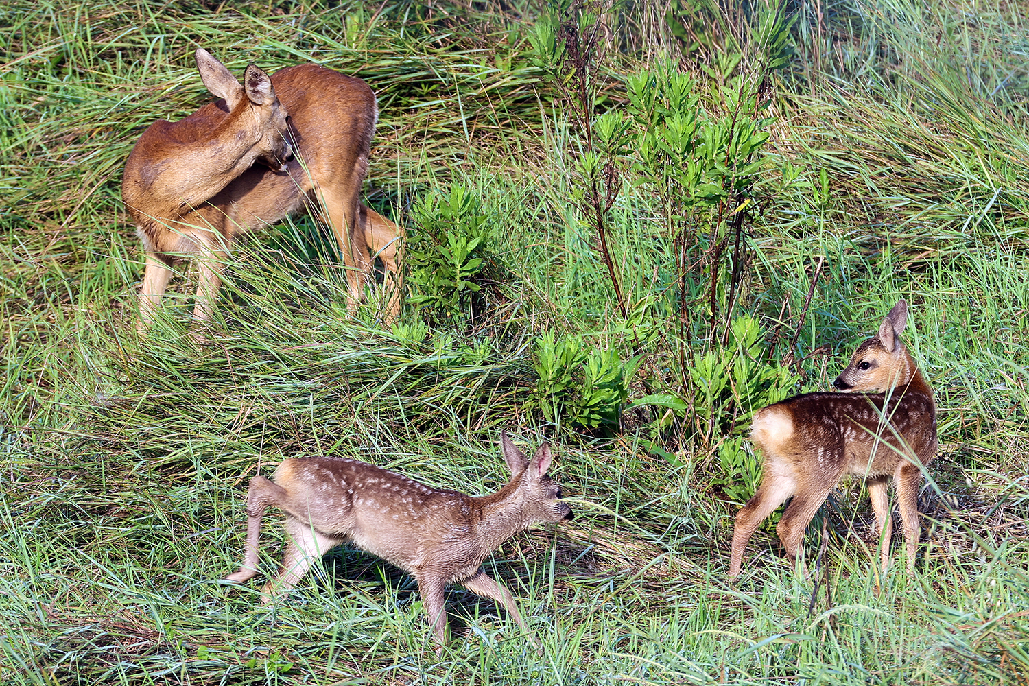 Grazing roe deer