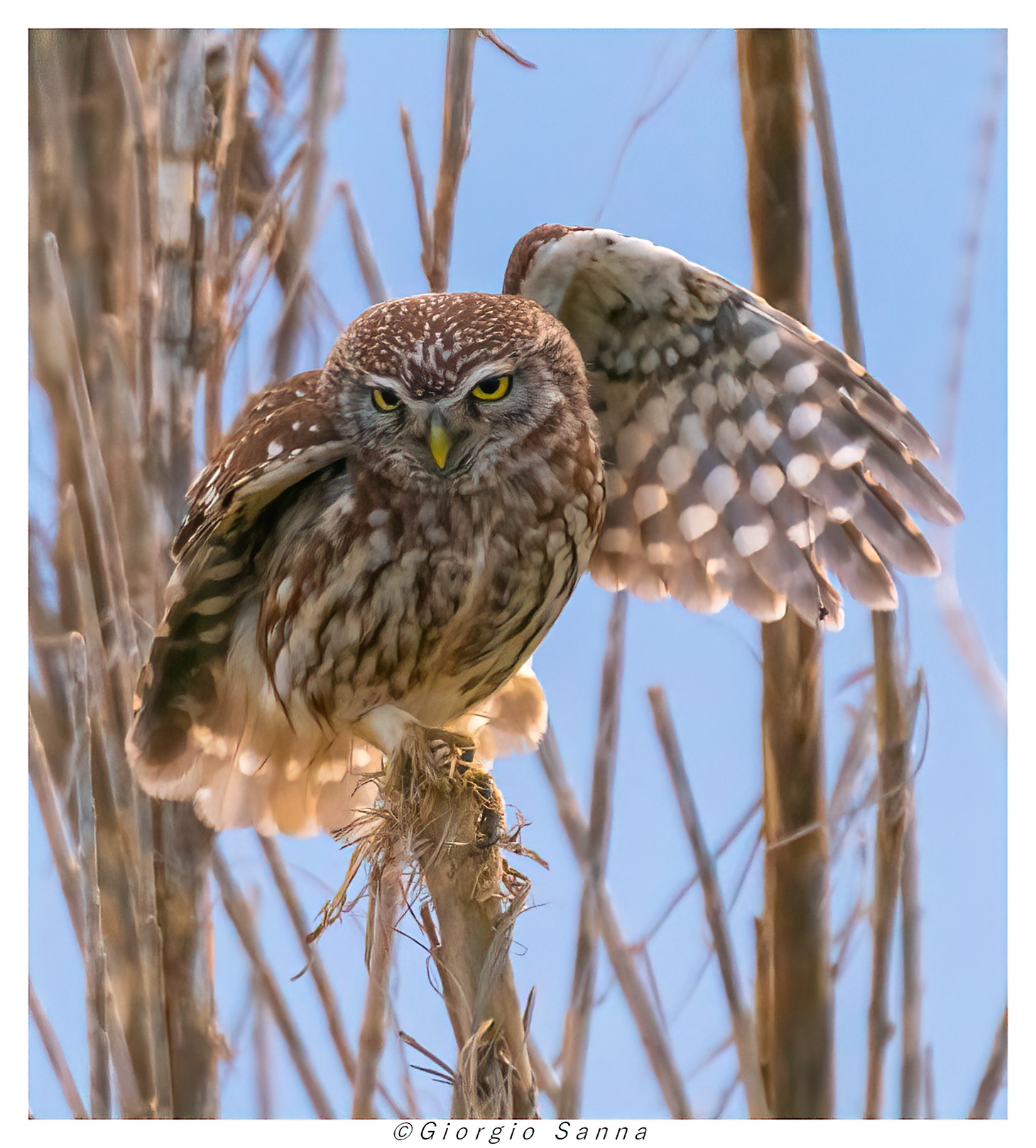Common owl Athene noctua