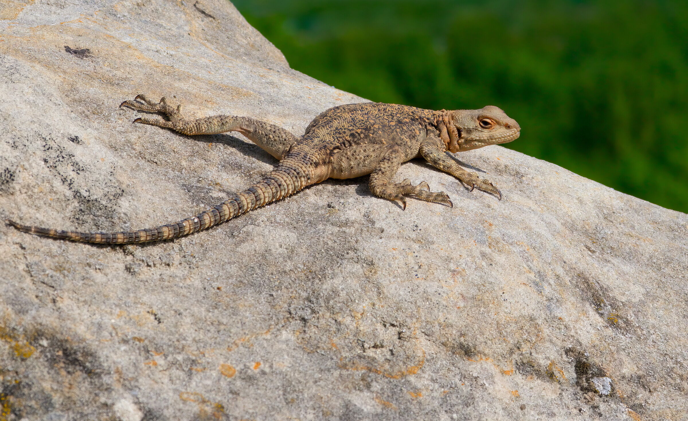 Caucasian lizard
