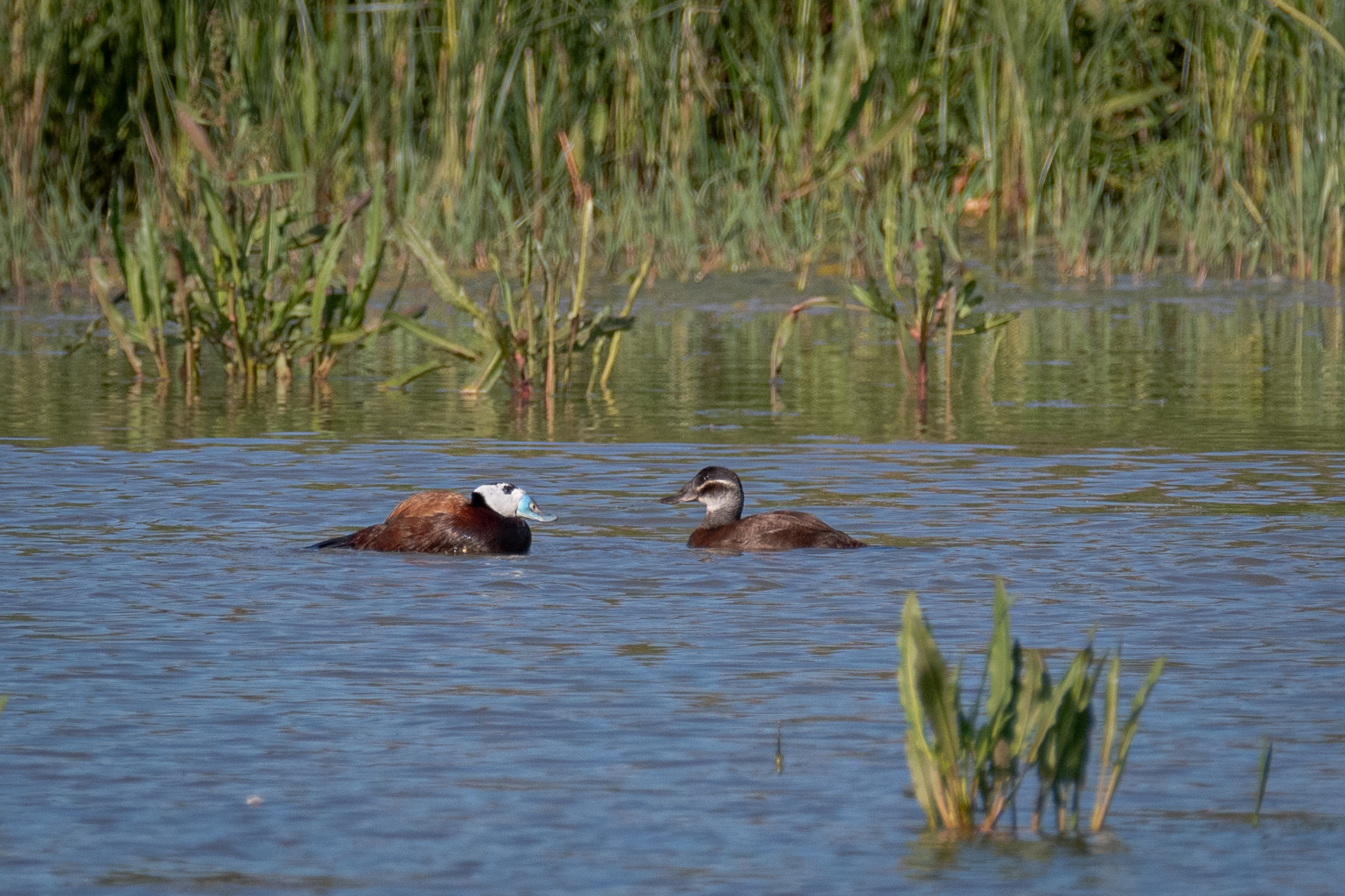Male and female rusty gobo