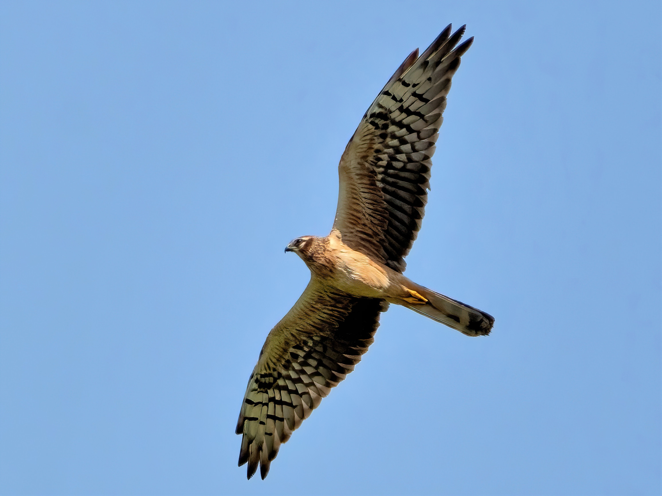 Hen harrier (Circus pygargus) - female