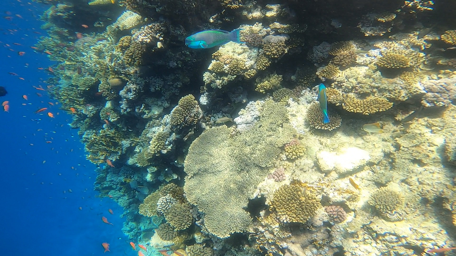 Red Sea 1