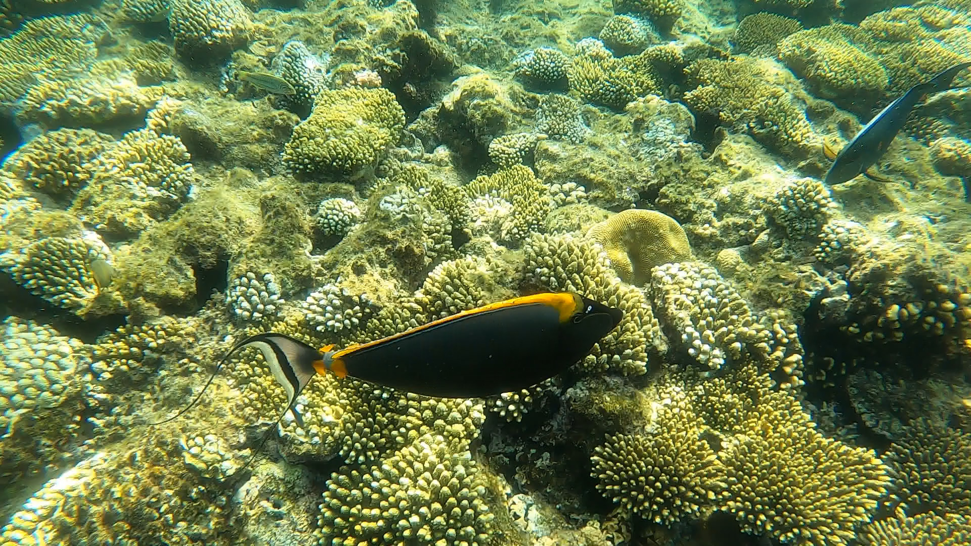 Red Sea 2