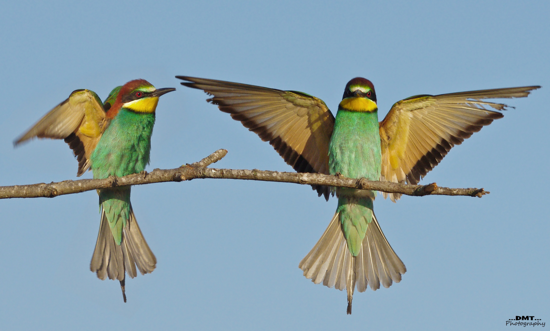 Bee-eaters