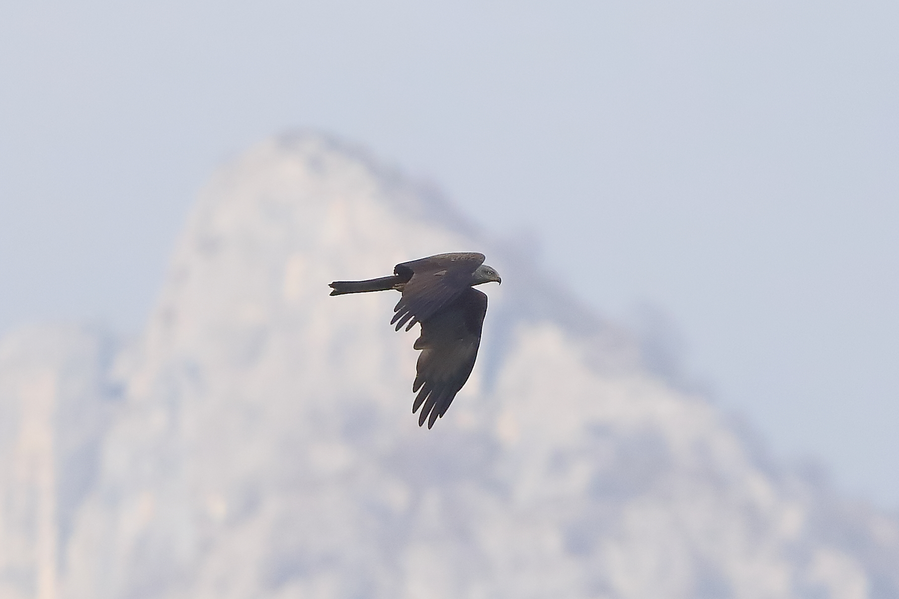 Brown Nibbo 20 March 2024 - 0092