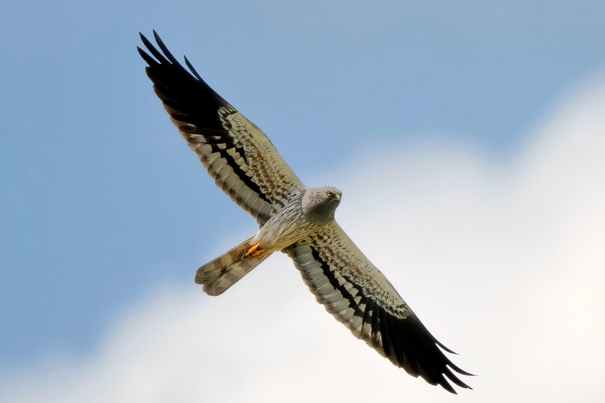 Male hen harrier (Circus pygargus)