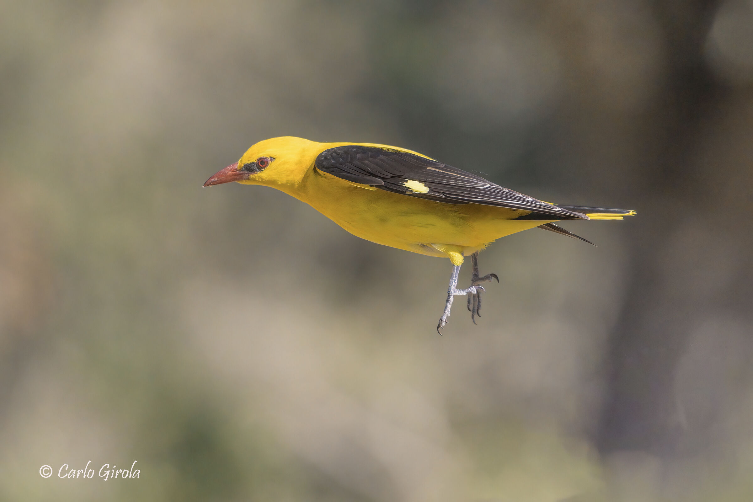 Rigogolo (Oriolus oriolus)