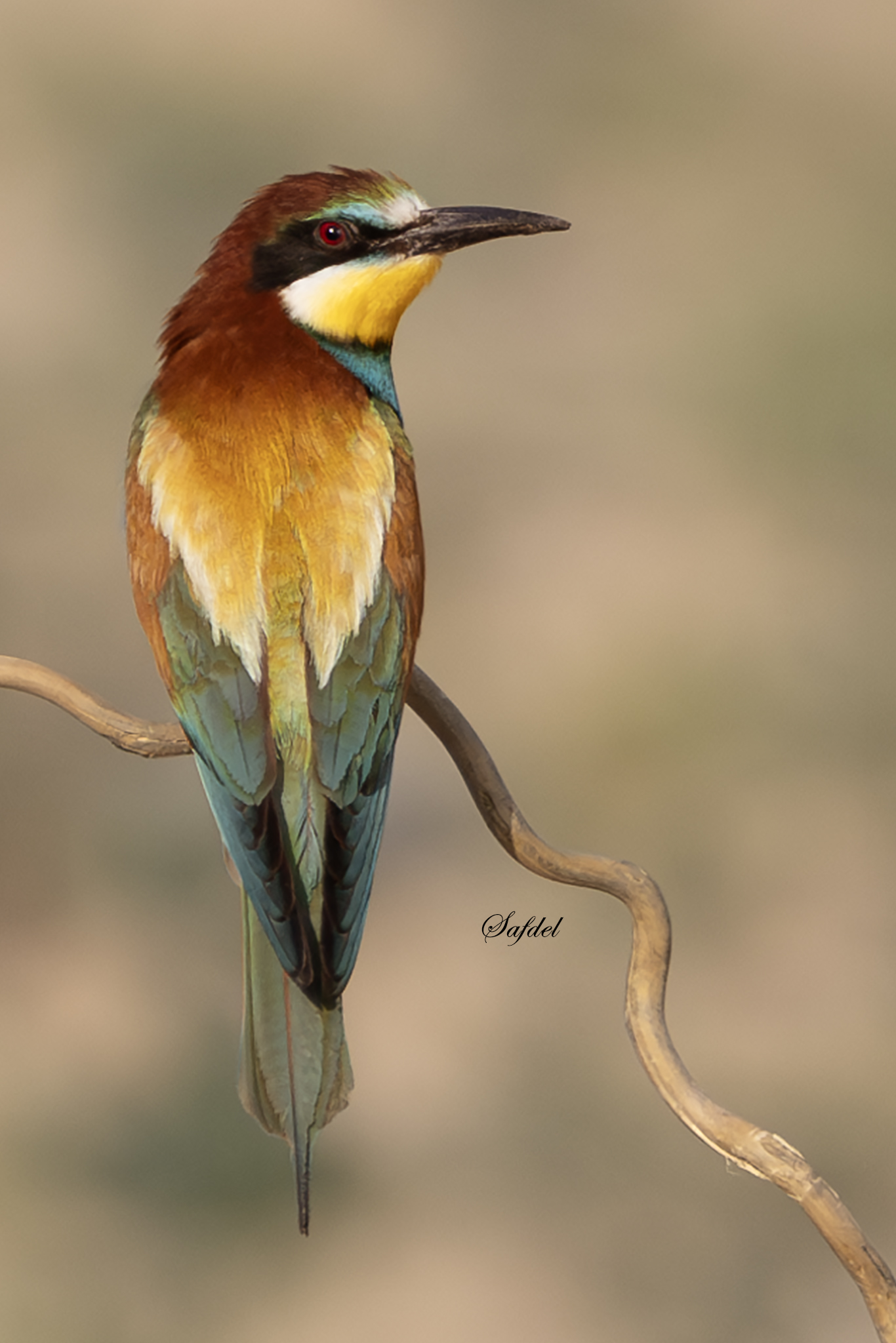Bee-Eater
