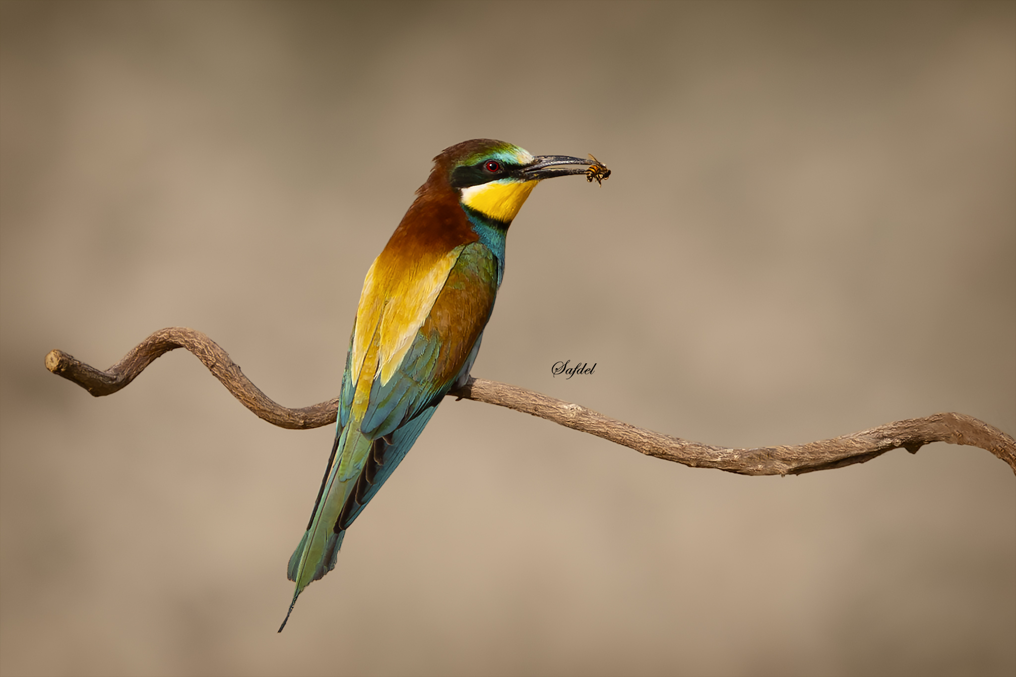 Bee-Eater