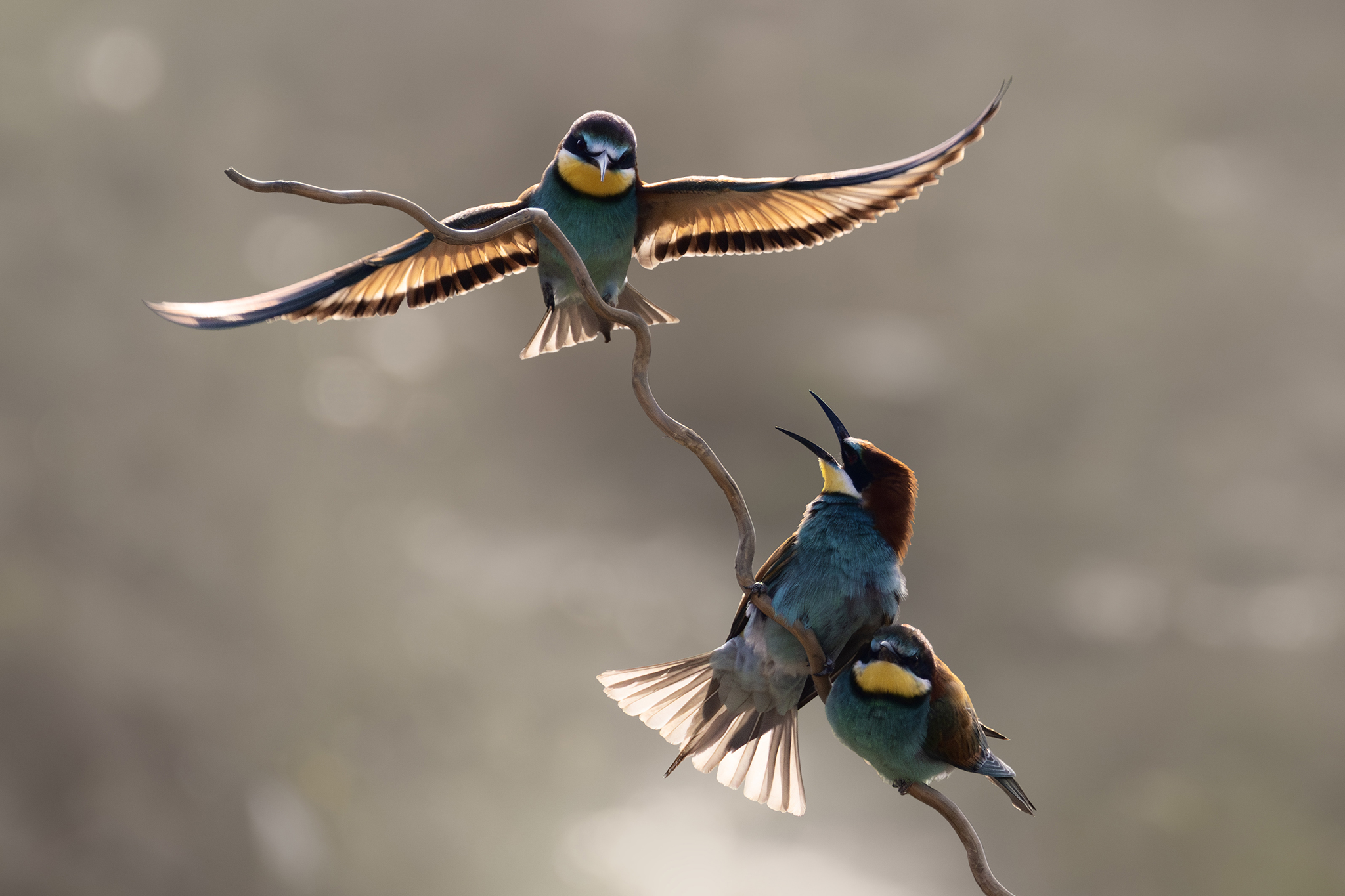 Bee-Eaters