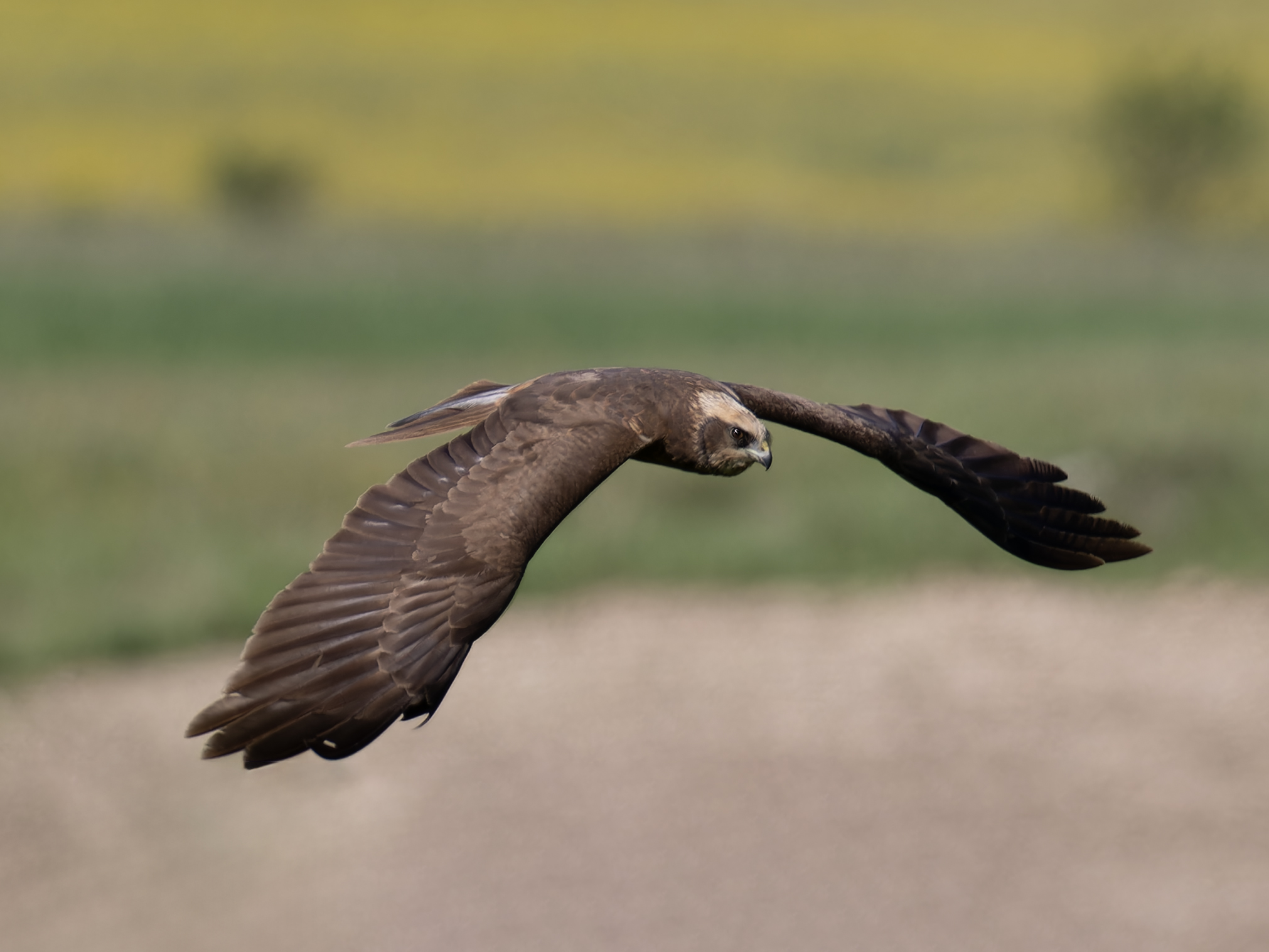 Marsh Harrier